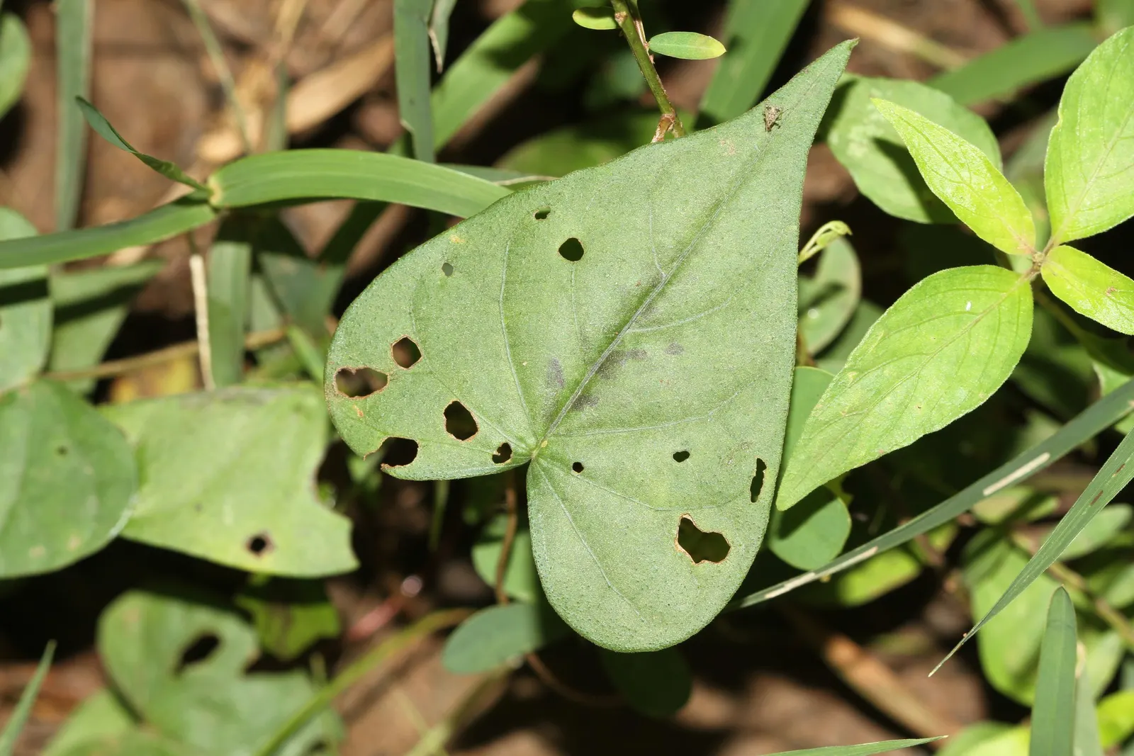 Hearts And Flowers (Aptenia Cordifolia) — it rarely exceeds 2 to 4 inches in height but can spread 2 to 3 feet or more