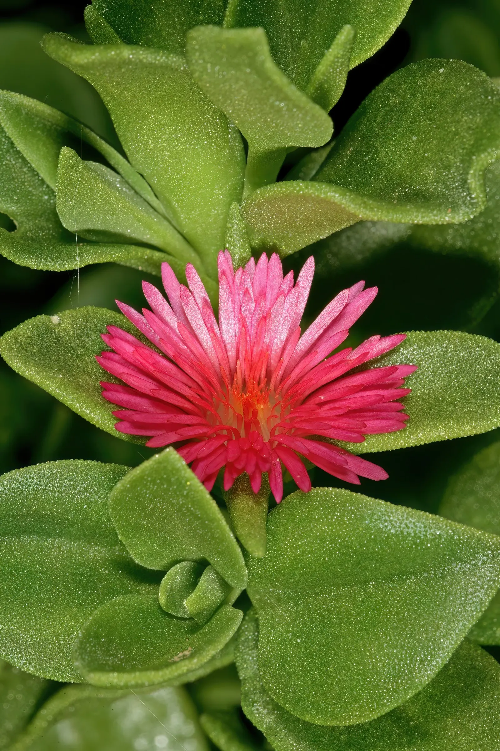Hearts And Flowers (Aptenia Cordifolia) — each around 1 inch in diameter; regular watering will help establish a strong root system initially, image 64