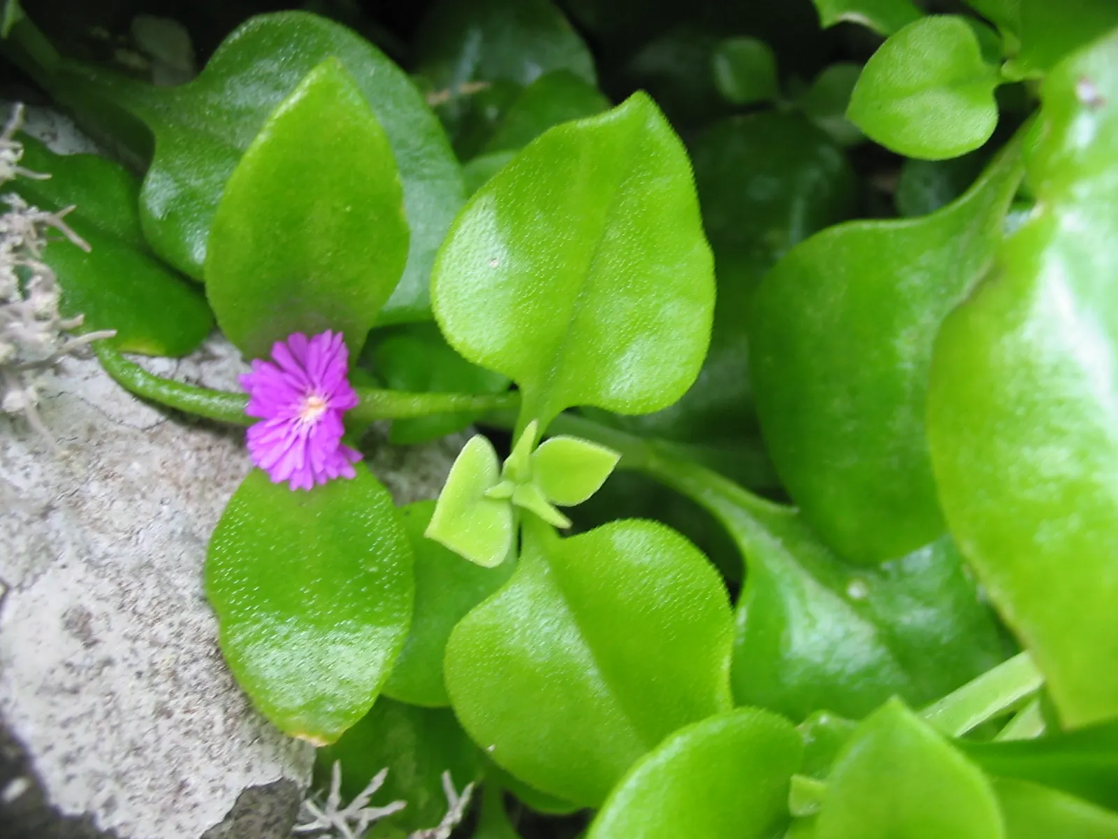 Hearts And Flowers (Aptenia Cordifolia) — attracting a variety of pollinators to the garden.<br><br>Thriving in USDA hardiness zones 9 through 11