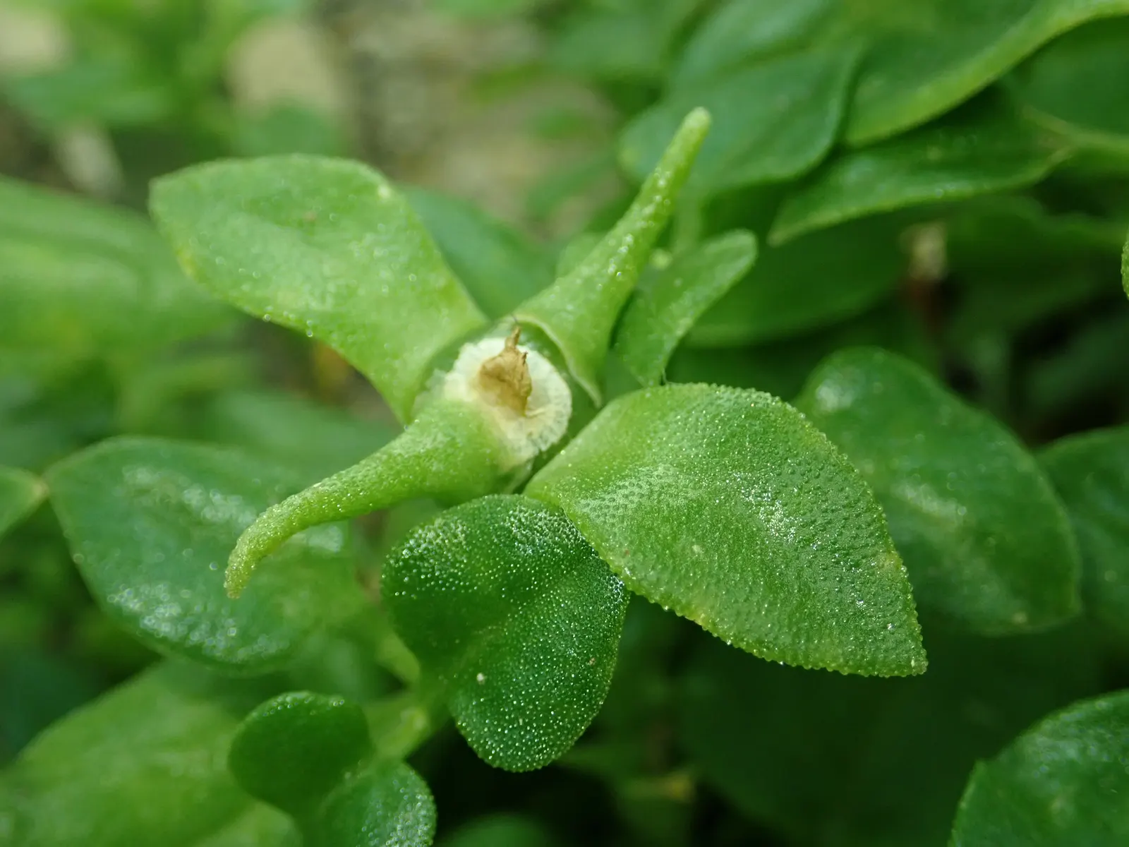 Hearts And Flowers (Aptenia Cordifolia) — commonly known as Hearts and Flowers or Heartleaf Iceplant; as a vivacious filler in rock gardens, image 128