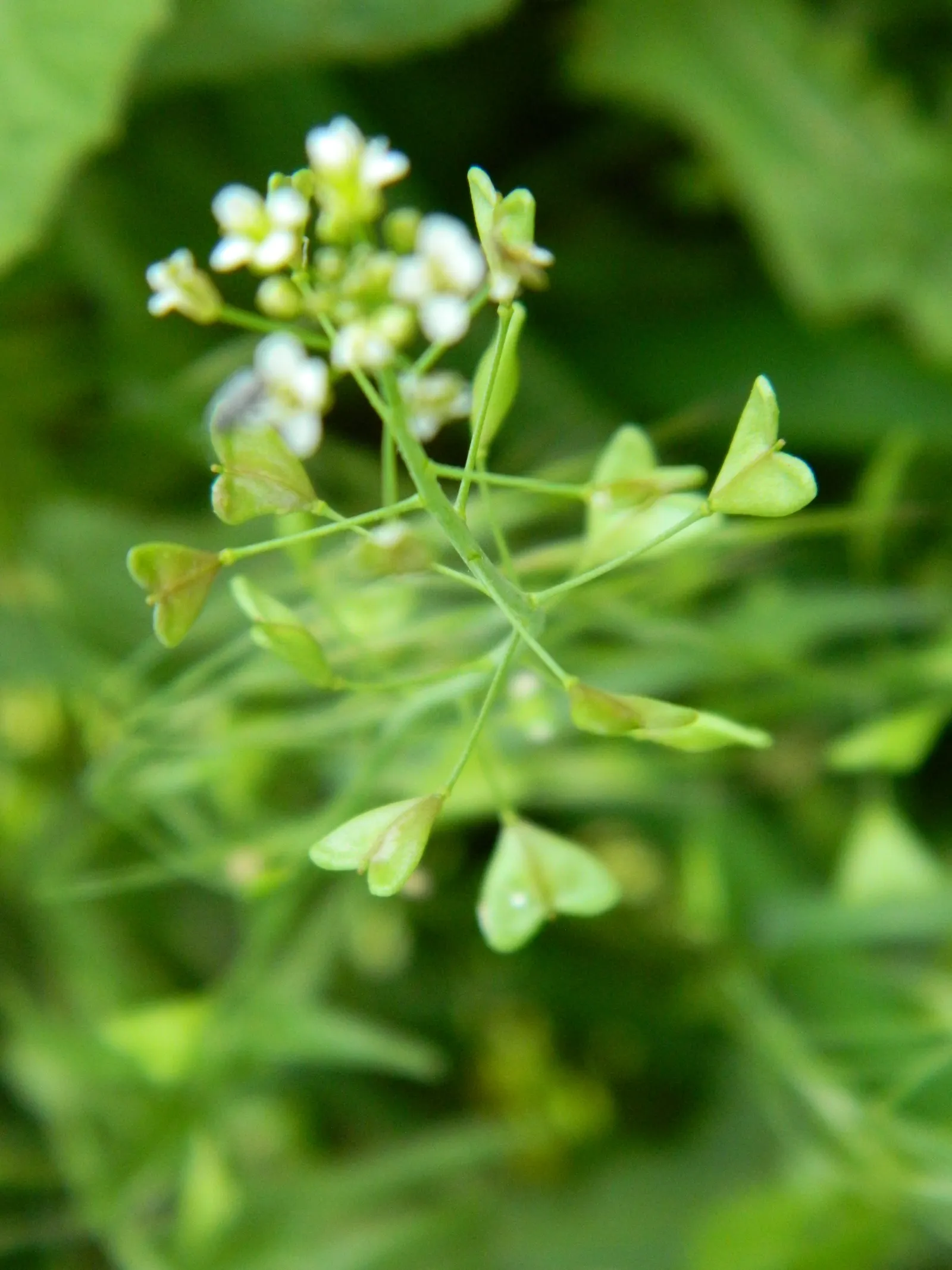 Hearts And Flowers (Aptenia Cordifolia) — This resilient plant boasts fleshy heart-shaped leaves about 1 to 2 inches in length; requiring minimal water once