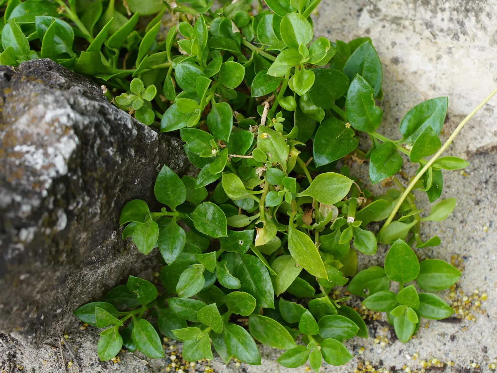 Hearts And Flowers (Aptenia Cordifolia) — is a particularly charming succulent ground cover ideal for adding vibrant splashes of color to a landscape; ground