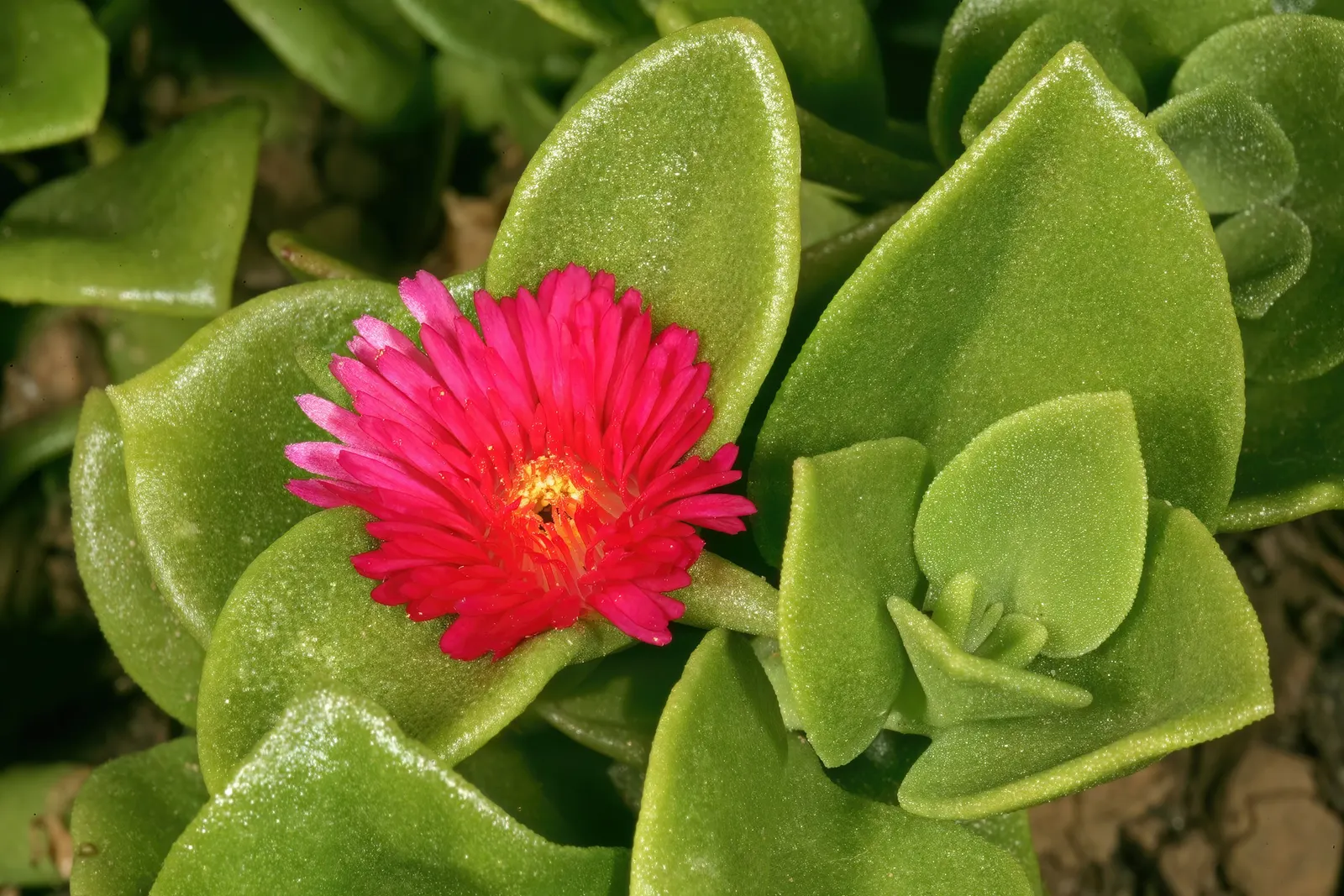 Hearts And Flowers (Aptenia Cordifolia) — it reaches 2-4 inches high and spreads up to 24 inches; is a particularly charming succulent ground cover, image 96