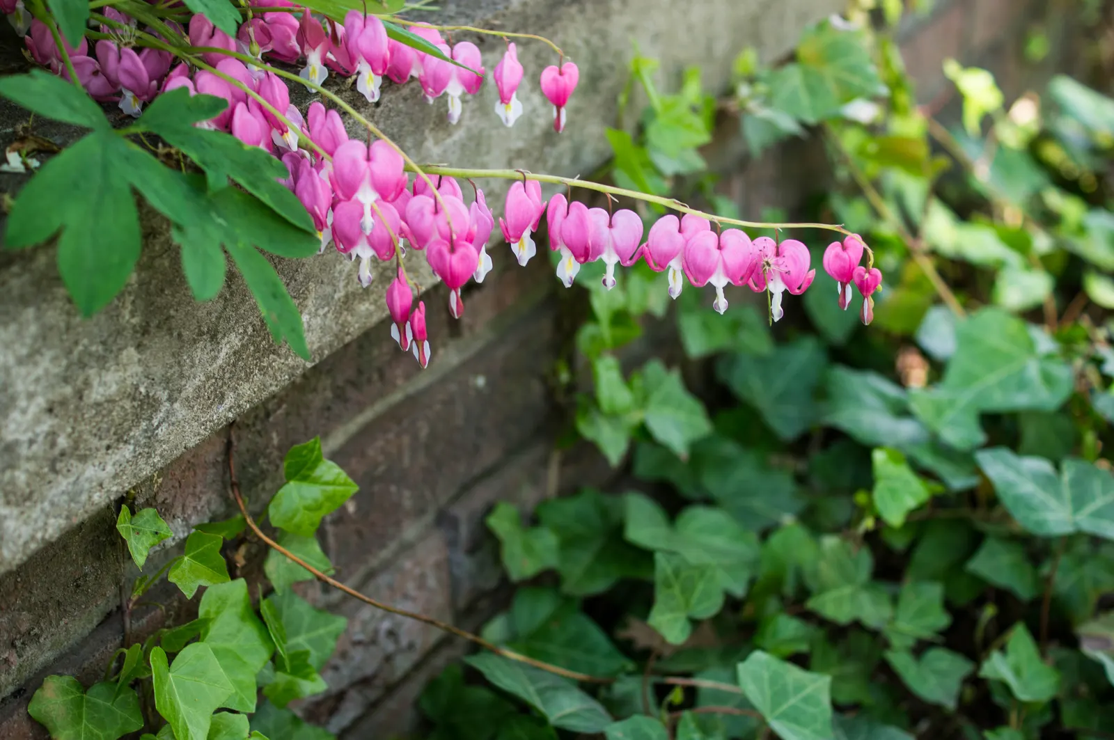 Hearts And Flowers (Aptenia Cordifolia) — the Hearts and Flowers can fare well with minimal care