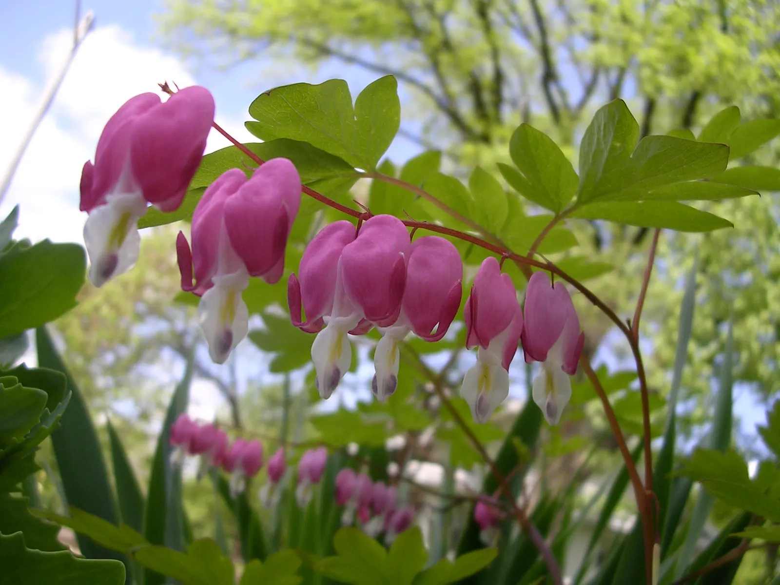 Hearts And Flowers (Aptenia Cordifolia) — or as an edge planting along pathways; the Hearts and Flowers plant flourishes in full sun to partial, image 144
