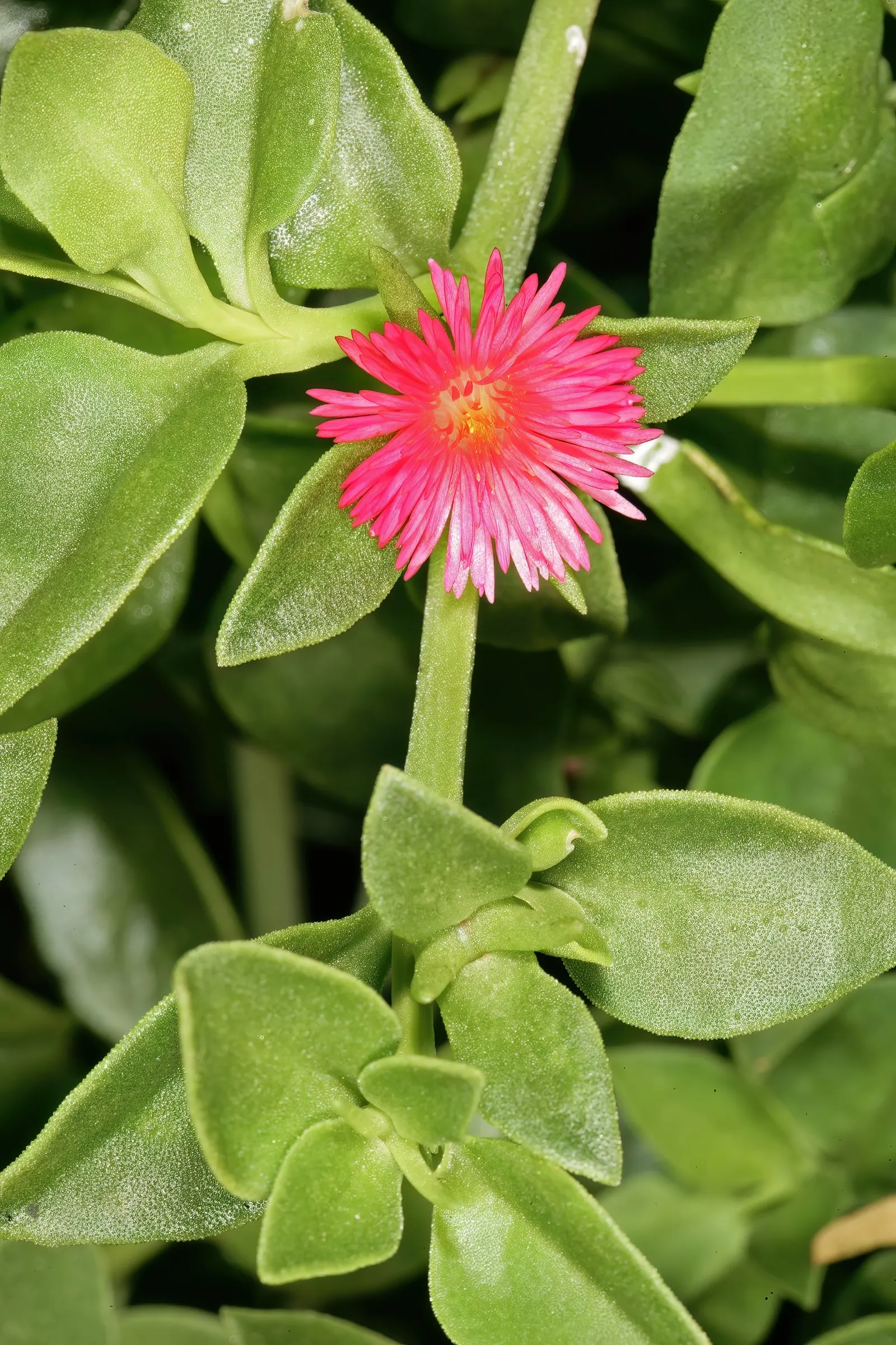 Hearts And Flowers (Aptenia Cordifolia) — commonly known as Hearts and Flowers; each around 1 inch in diameter, image 61