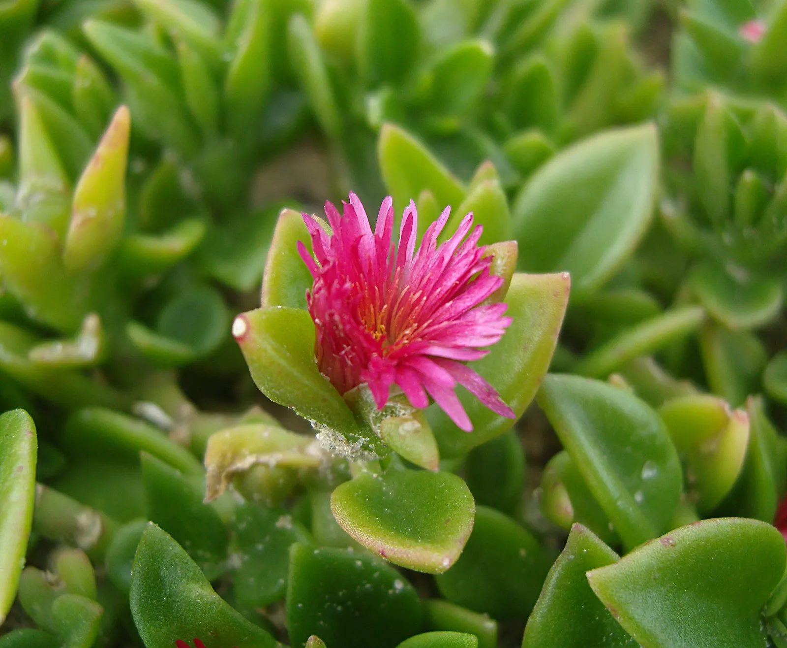Hearts And Flowers (Aptenia Cordifolia) — the Hearts and Flowers plant flourishes in full sun to partial shade and prefers well-draining soil