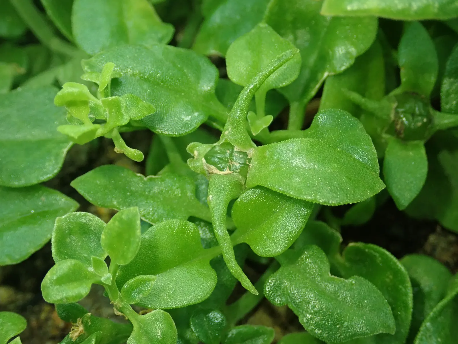 Hearts And Flowers (Aptenia Cordifolia) — the Hearts and Flowers can fare well with minimal care; ground cover / perennial / succulent with red, image 116