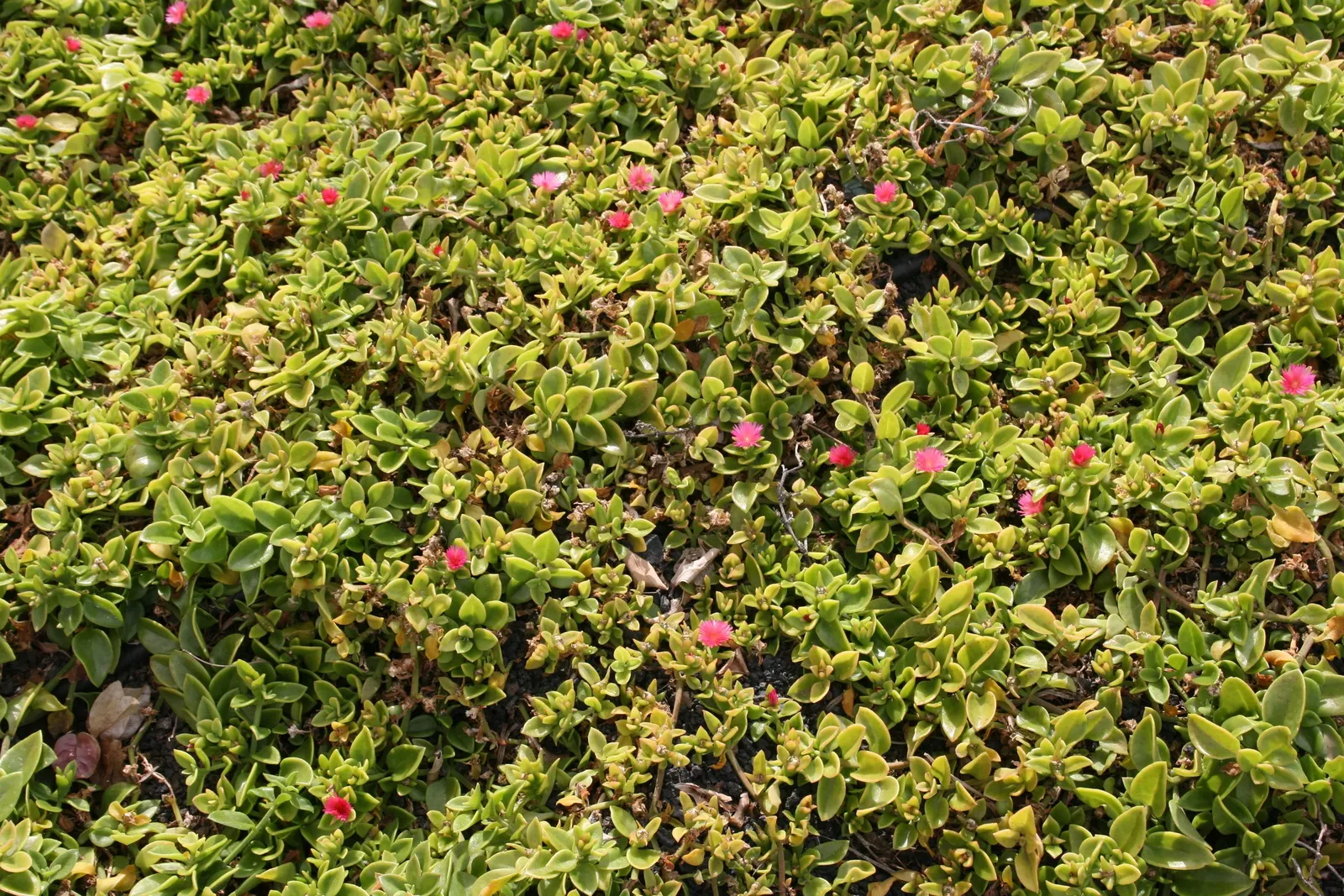 Hearts And Flowers (Aptenia Cordifolia) — With a ground-hugging habit; it thrives in USDA zones 10-11, preferring full sun to part shade, image 138