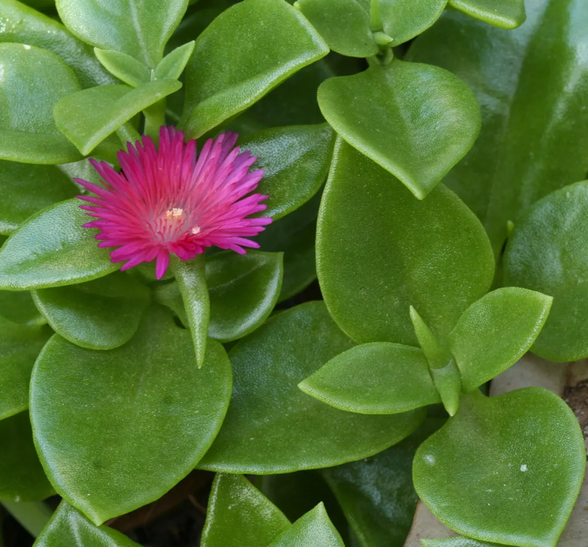 Hearts And Flowers (Aptenia Cordifolia) — These blooms are a brilliantly rich shade of magenta or deep pink and span roughly 0.75 to 1 inch across, image 103