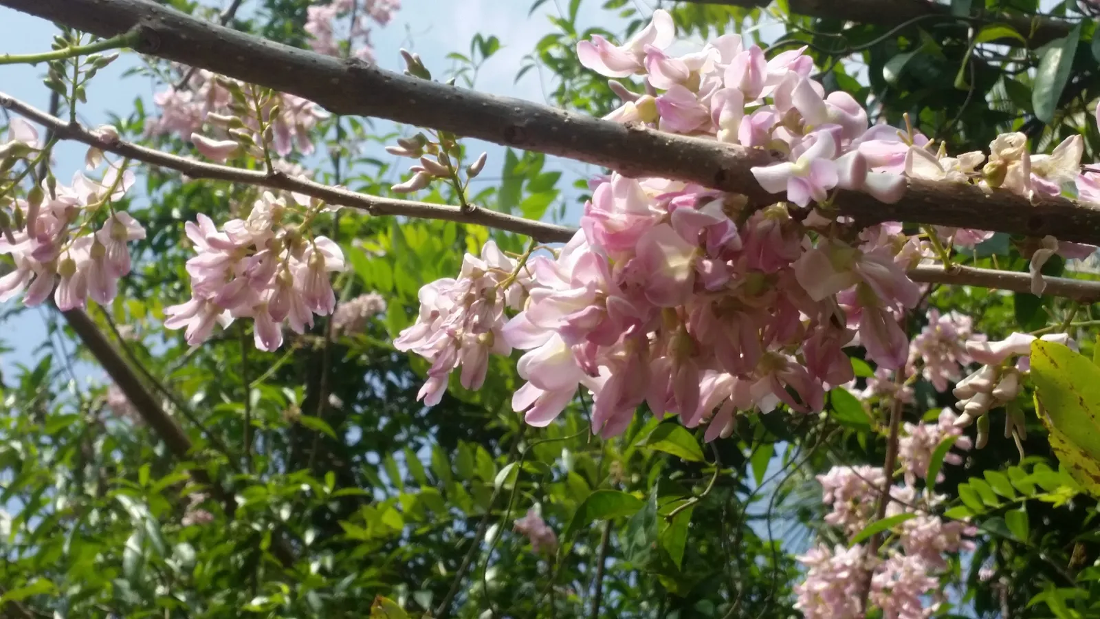 Hearts And Flowers (Aptenia Cordifolia) — With a ground-hugging habit; it thrives in USDA zones 10-11, preferring full sun to part shade, image 108