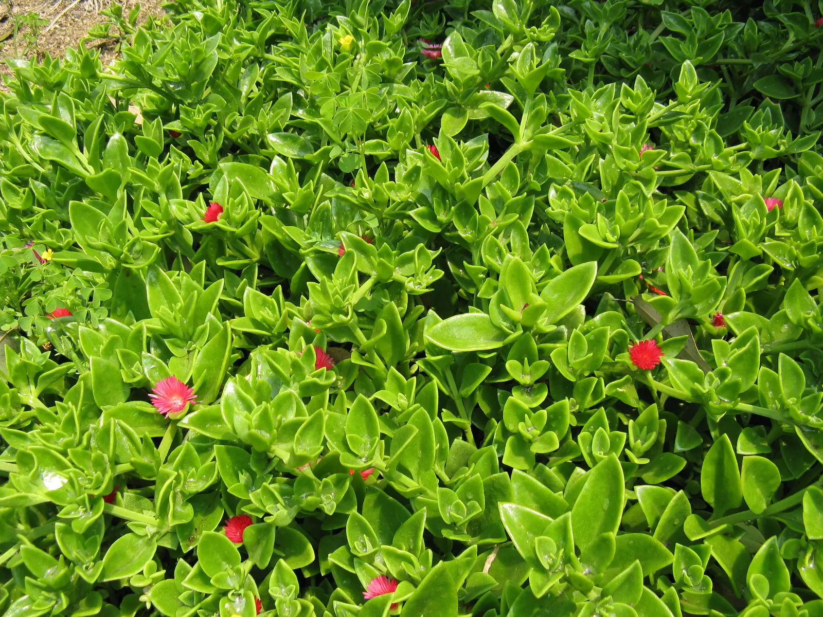 Hearts And Flowers (Aptenia Cordifolia) — These blooms are a brilliantly rich shade of magenta or deep pink and span roughly 0.75 to 1 inch across, image 73