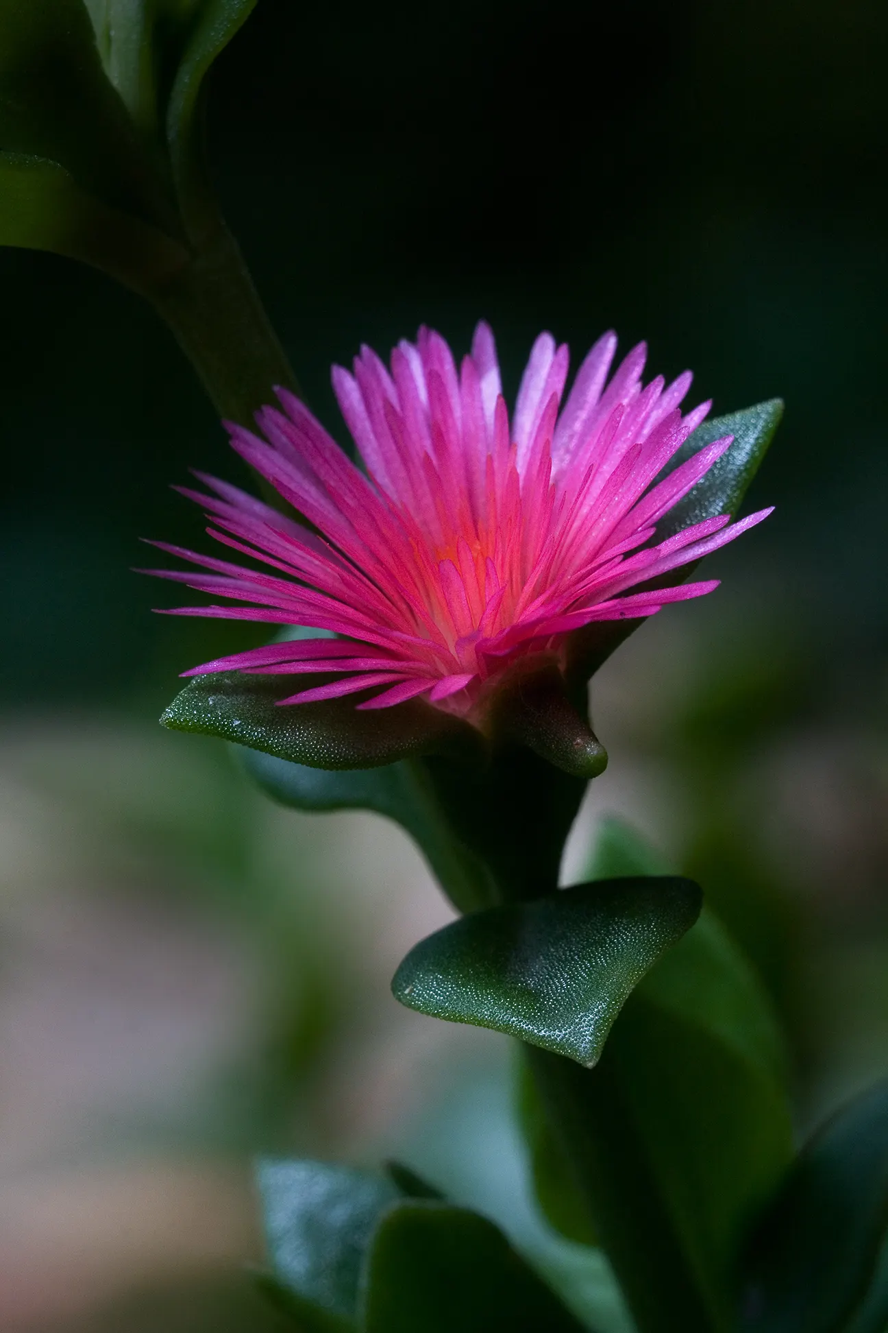 Hearts And Flowers (Aptenia Cordifolia) — as a vivacious filler in rock gardens; commonly known as Hearts and Flowers or Heartleaf Iceplant, image 83