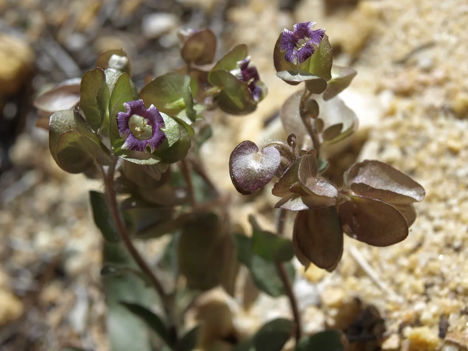 Hearts And Flowers (Aptenia Cordifolia) — requiring only occasional watering during extended dry periods