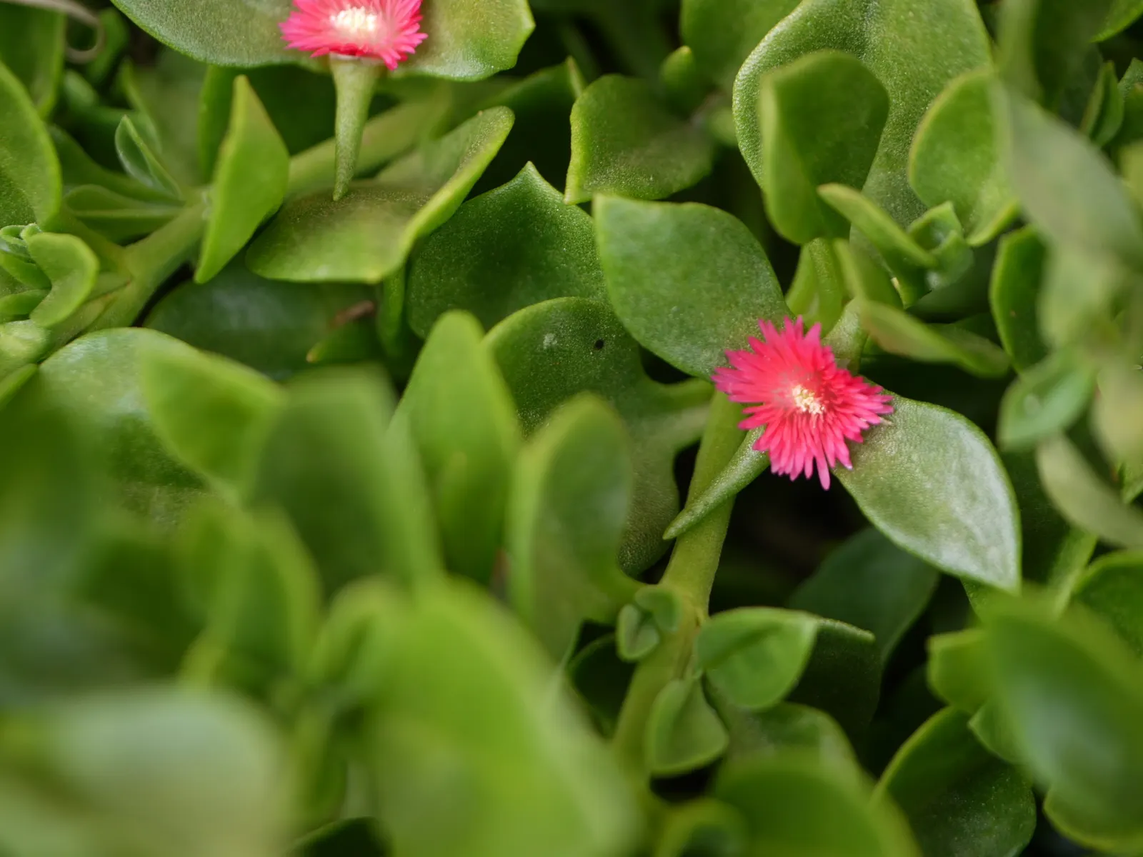 Hearts And Flowers (Aptenia Cordifolia) — attracting a variety of pollinators to the garden.<br><br>Thriving in USDA hardiness zones 9 through 11, image 134