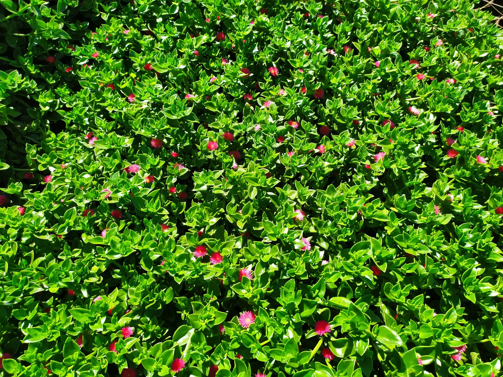 Hearts And Flowers (Aptenia Cordifolia) — or as an edge planting along pathways; the Hearts and Flowers plant flourishes in full sun to partial, image 84