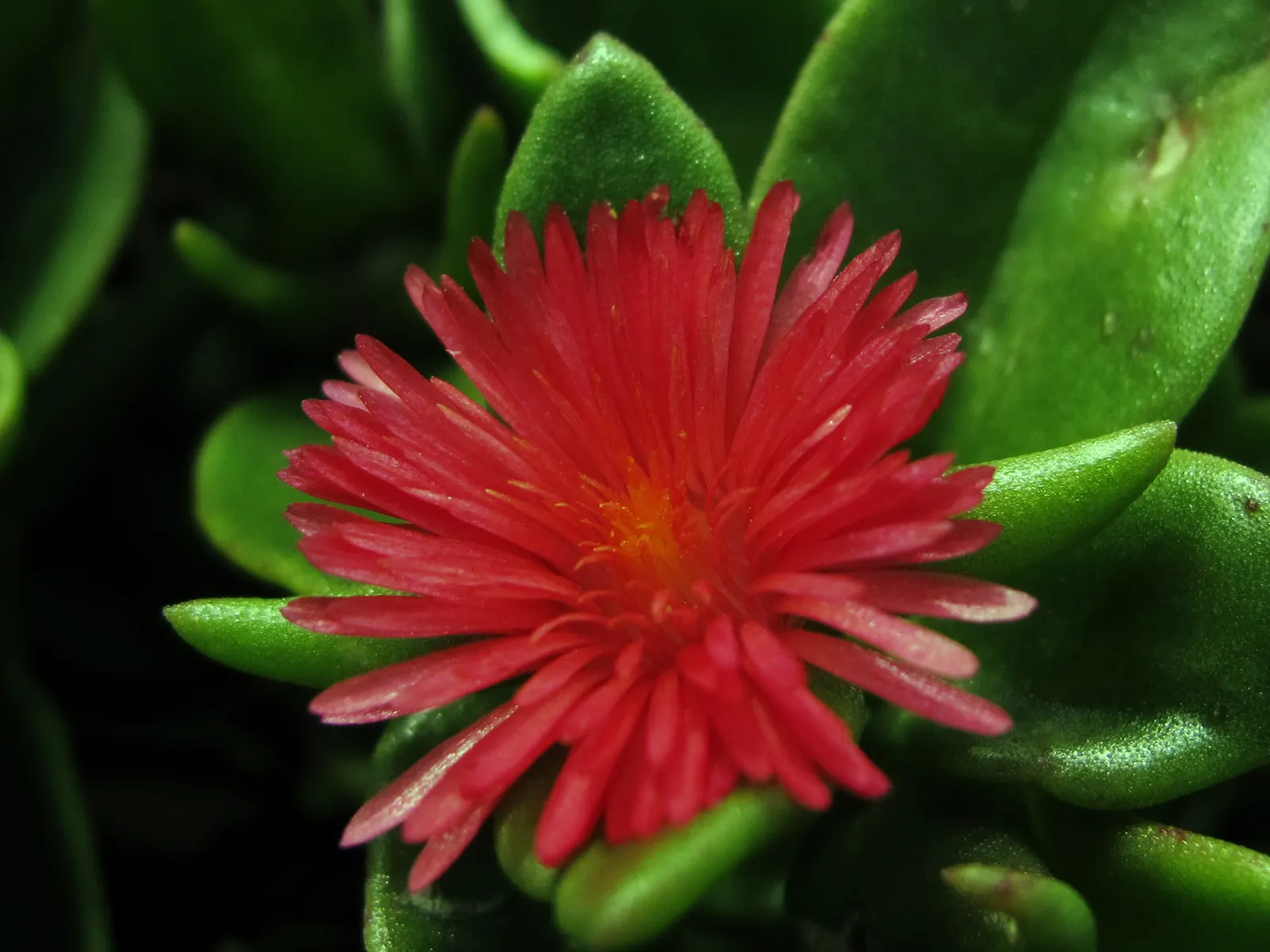 Hearts And Flowers (Aptenia Cordifolia) — This resilient plant boasts fleshy heart-shaped leaves about 1 to 2 inches in length; requiring minimal, image 70