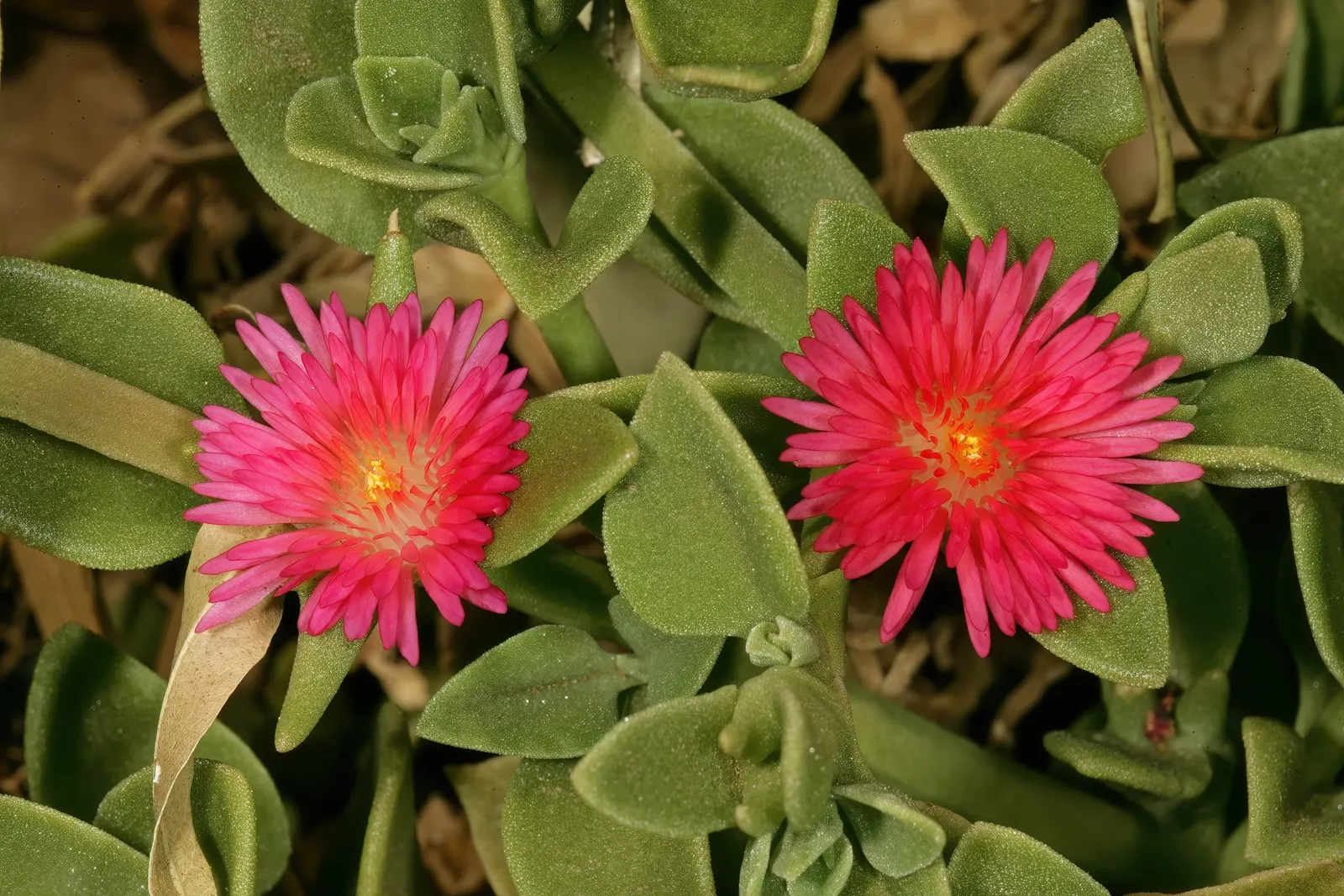 Hearts And Flowers (Aptenia Cordifolia) — providing excellent coverage.<br><br>When planning a planting scheme; making it a low-maintenance option for