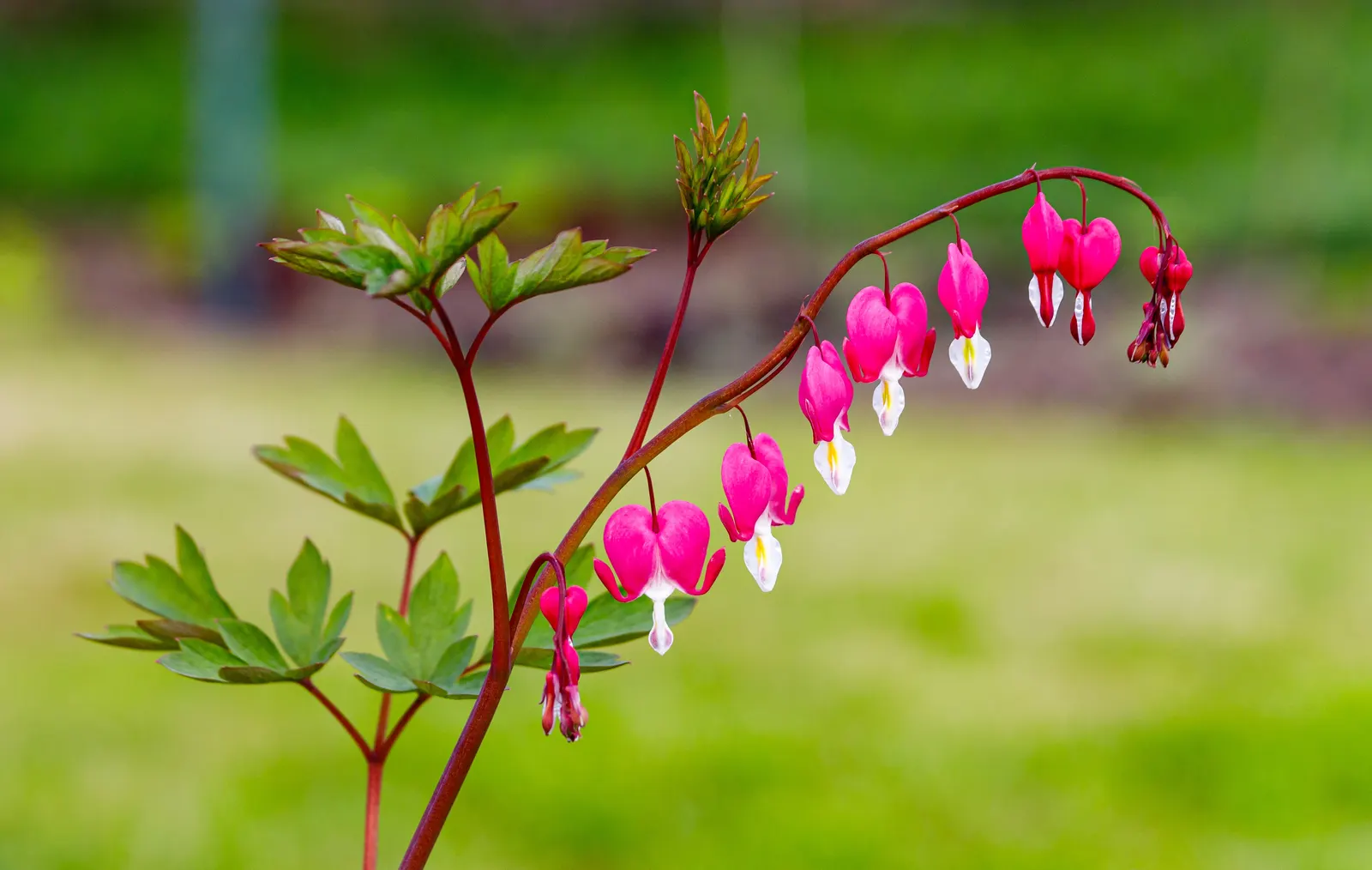 Hearts And Flowers (Aptenia Cordifolia) — commonly known as Hearts and Flowers or Heartleaf Iceplant
