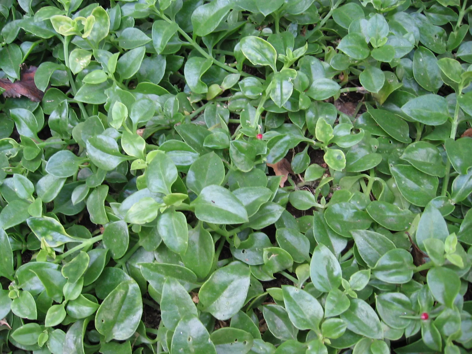 Hearts And Flowers (Aptenia Cordifolia) — the Hearts and Flowers plant flourishes in full sun to partial shade and prefers well-draining soil; in, image 105