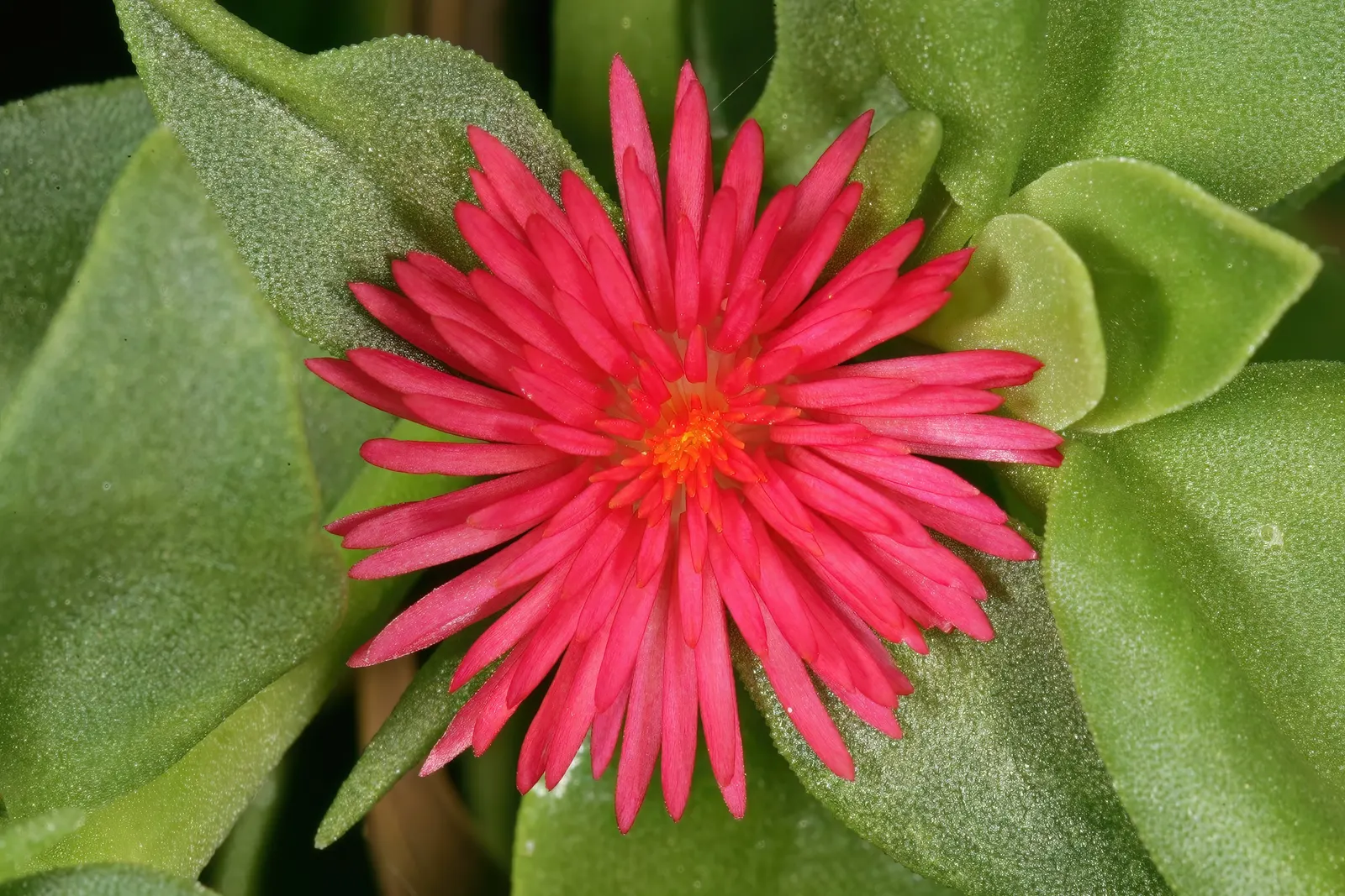 Hearts And Flowers (Aptenia Cordifolia) — it rarely exceeds 2 to 4 inches in height but can spread 2 to 3 feet or more; this resilient plant boasts, image 79