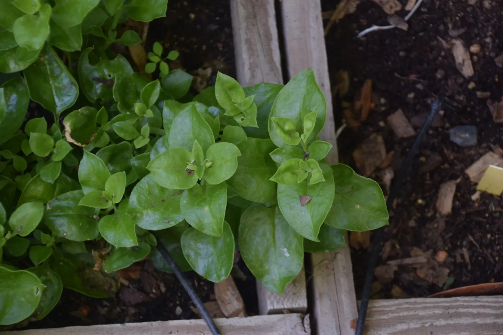 Hearts And Flowers (Aptenia Cordifolia) — each around 1 inch in diameter; regular watering will help establish a strong root system initially, image 124