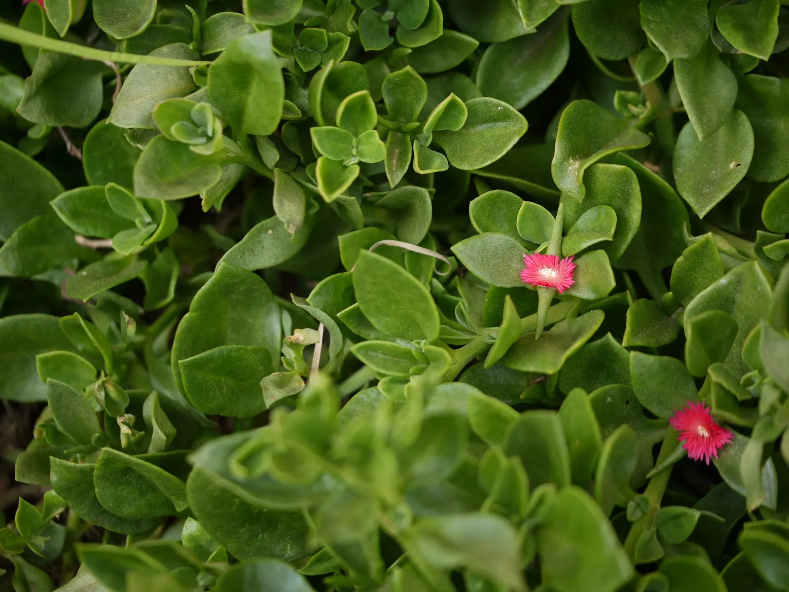 Hearts And Flowers (Aptenia Cordifolia) — creating a striking display; mat-forming perennial with succulent heart-shaped leaves, image 125
