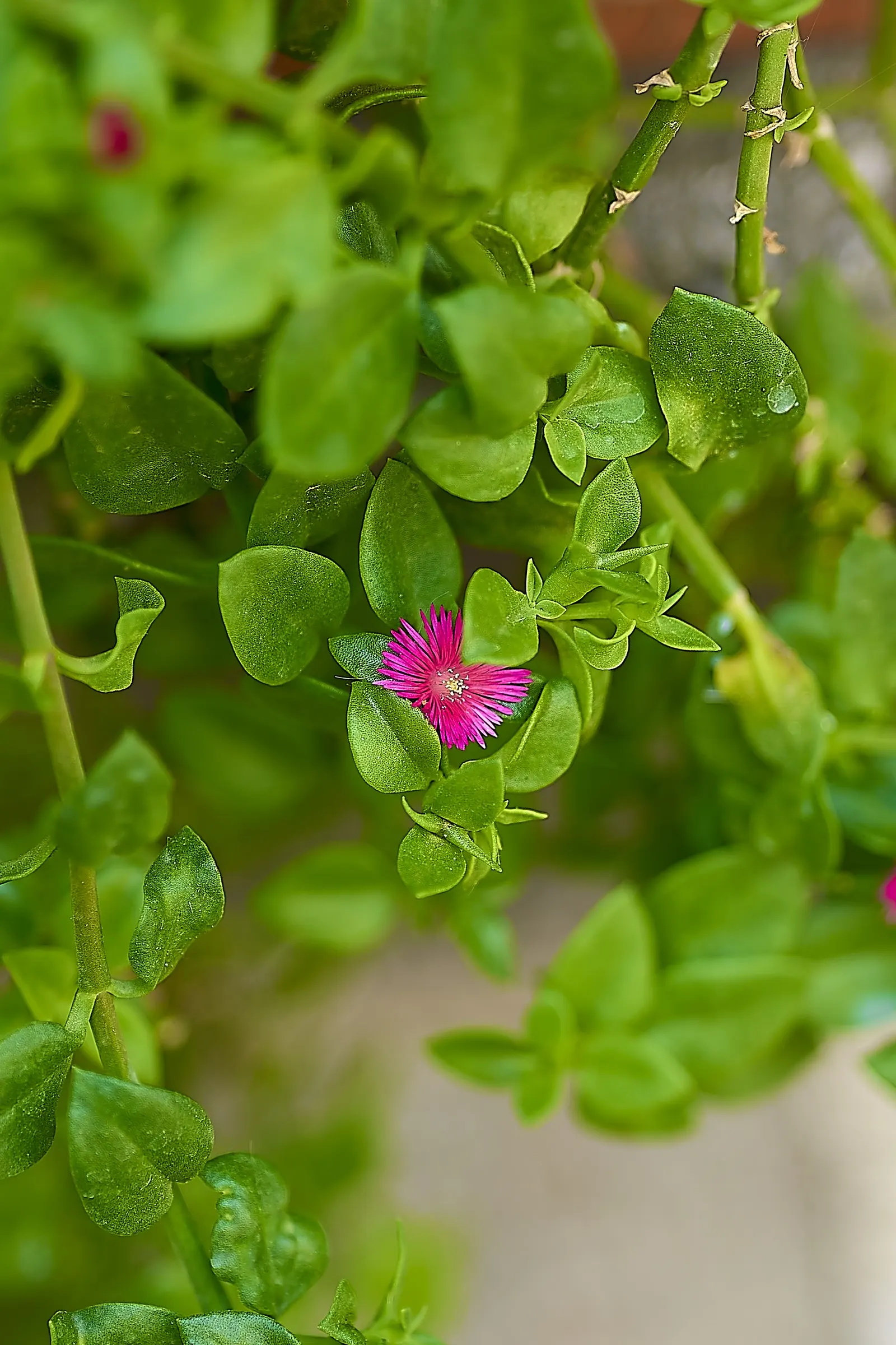 Hearts And Flowers (Aptenia Cordifolia) — ground cover / perennial / succulent with red blooms; providing excellent coverage.<br><br>When planning a planting