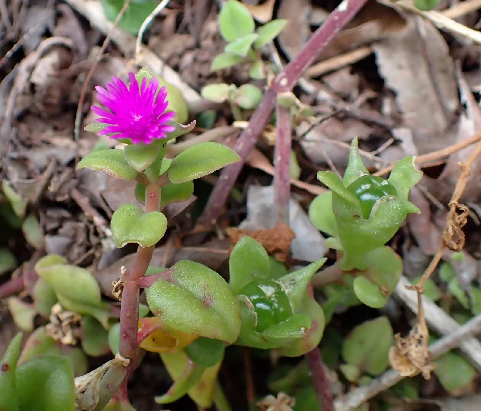 Hearts And Flowers (Aptenia Cordifolia) — requiring minimal water once established; it's exceptionally heat and drought tolerant, image 127