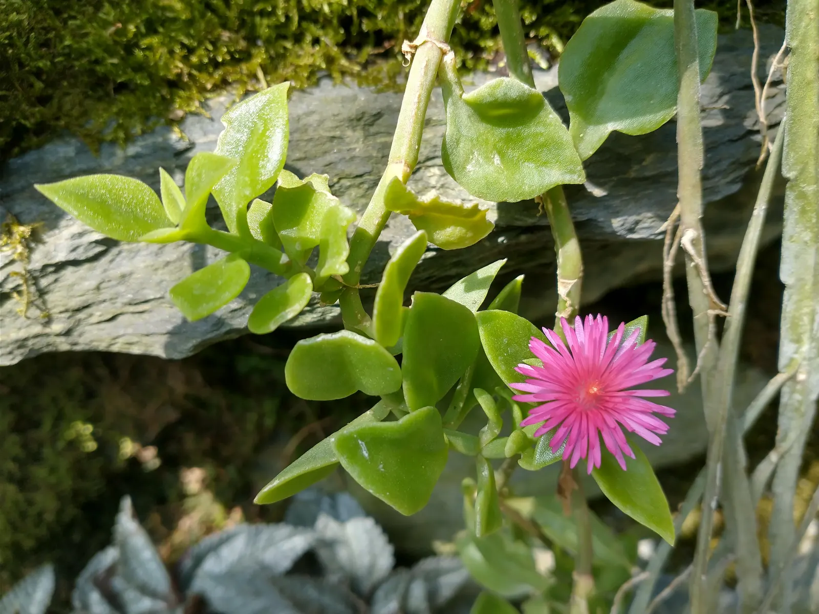 Hearts And Flowers (Aptenia Cordifolia) — creating a striking display; mat-forming perennial with succulent heart-shaped leaves