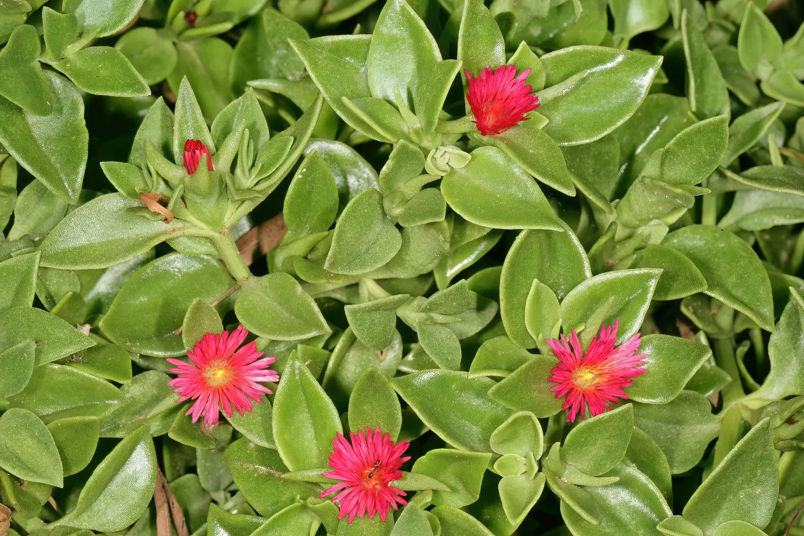 Hearts And Flowers (Aptenia Cordifolia) — This South African native is used effectively for erosion control on slopes; commonly known as Hearts and, image 112
