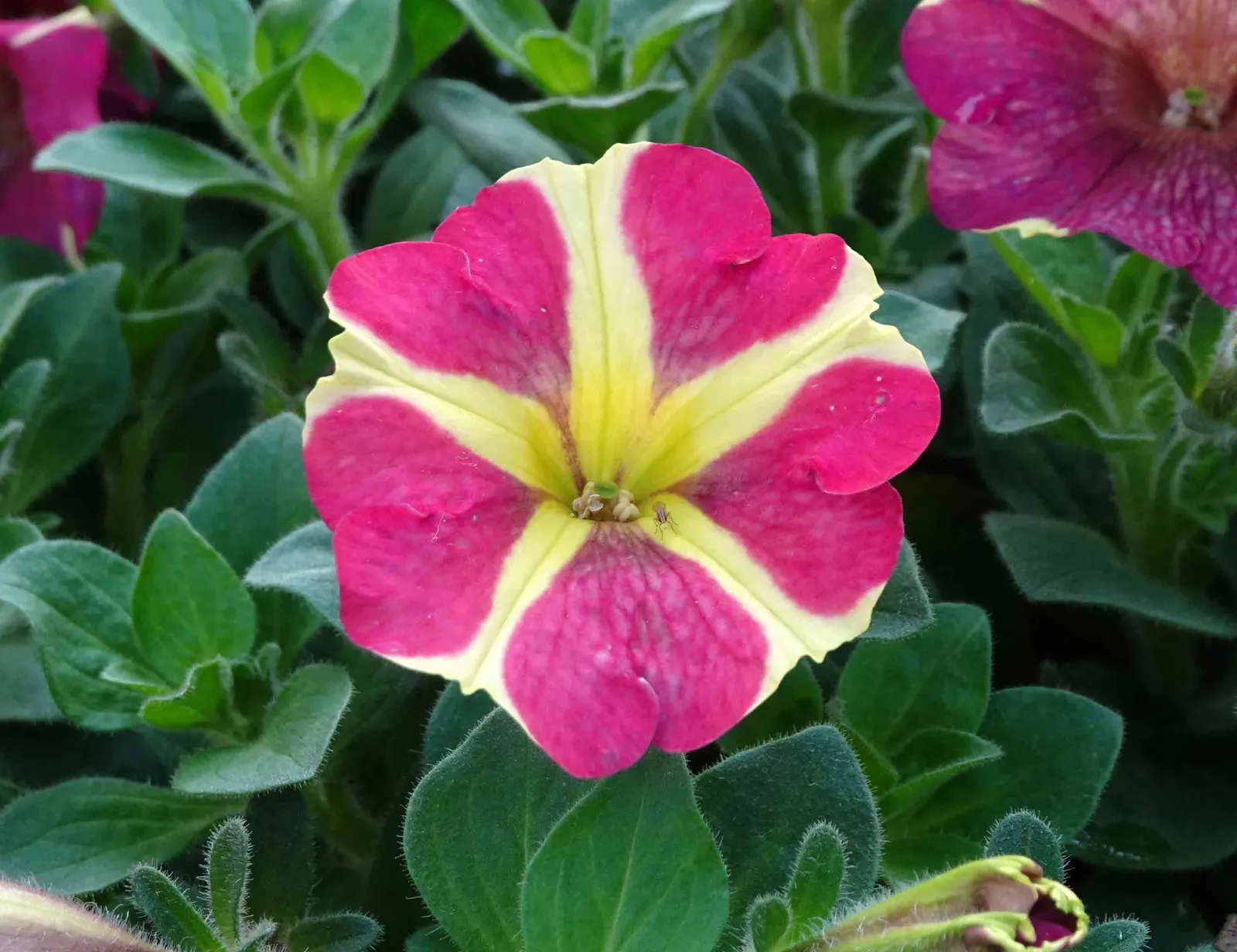Hearts And Flowers (Aptenia Cordifolia) — ground cover / perennial / succulent for full or half or shade; requiring only occasional watering during, image 90