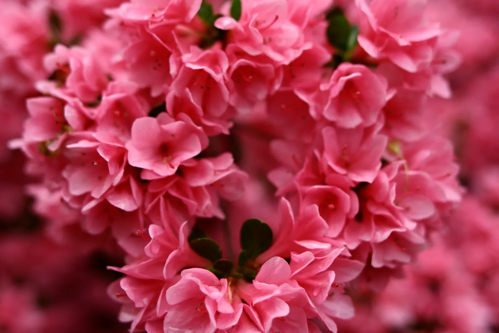Hearts And Flowers (Aptenia Cordifolia) — requiring only occasional watering during extended dry periods; it reaches 2-4 inches high and spreads up to 24 inches