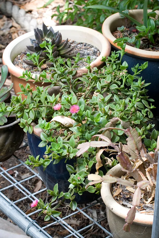 Hearts And Flowers (Aptenia Cordifolia) — ground cover / perennial / succulent for full or half or shade