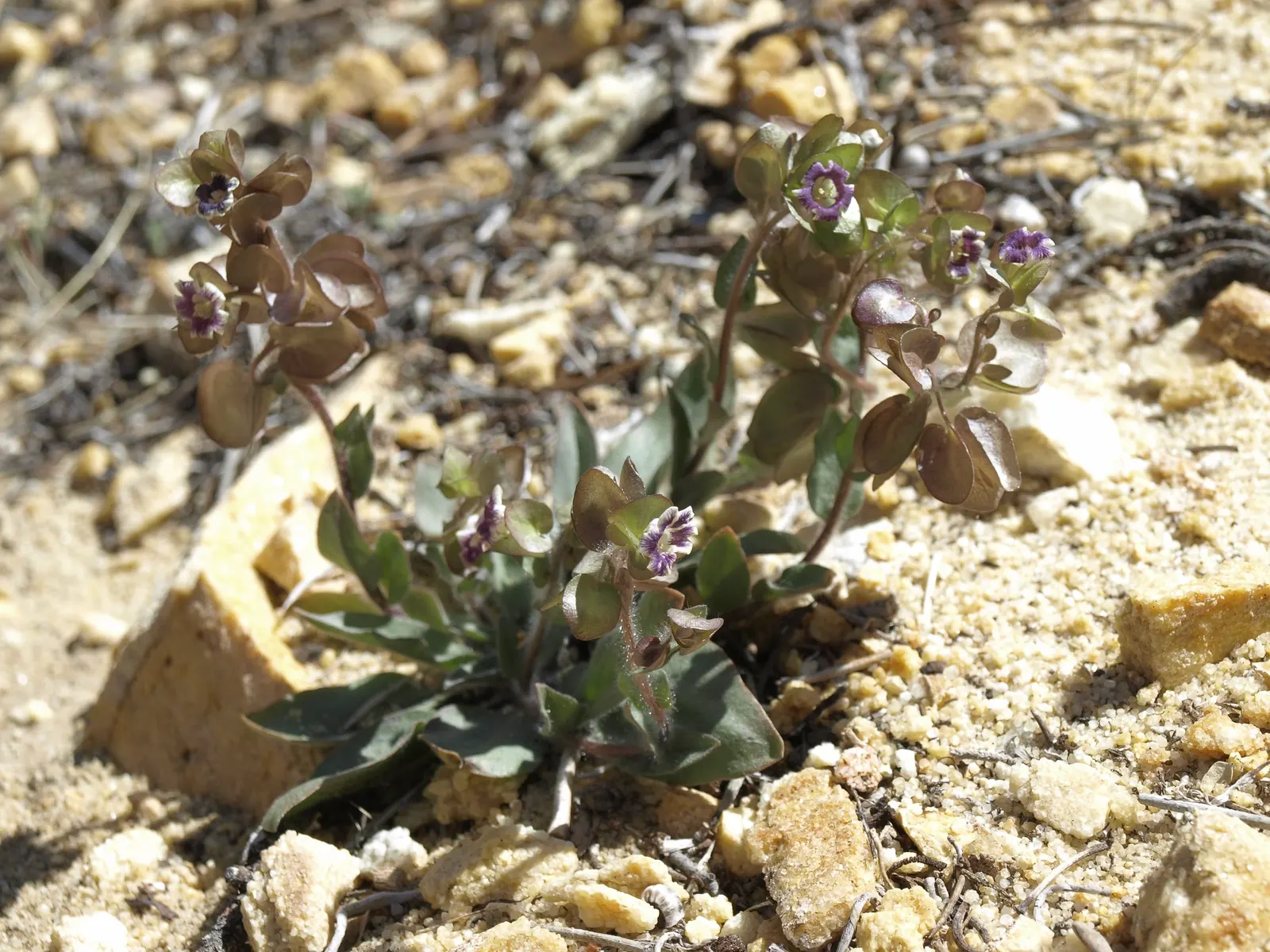 Hearts And Flowers (Aptenia Cordifolia) — With a ground-hugging habit