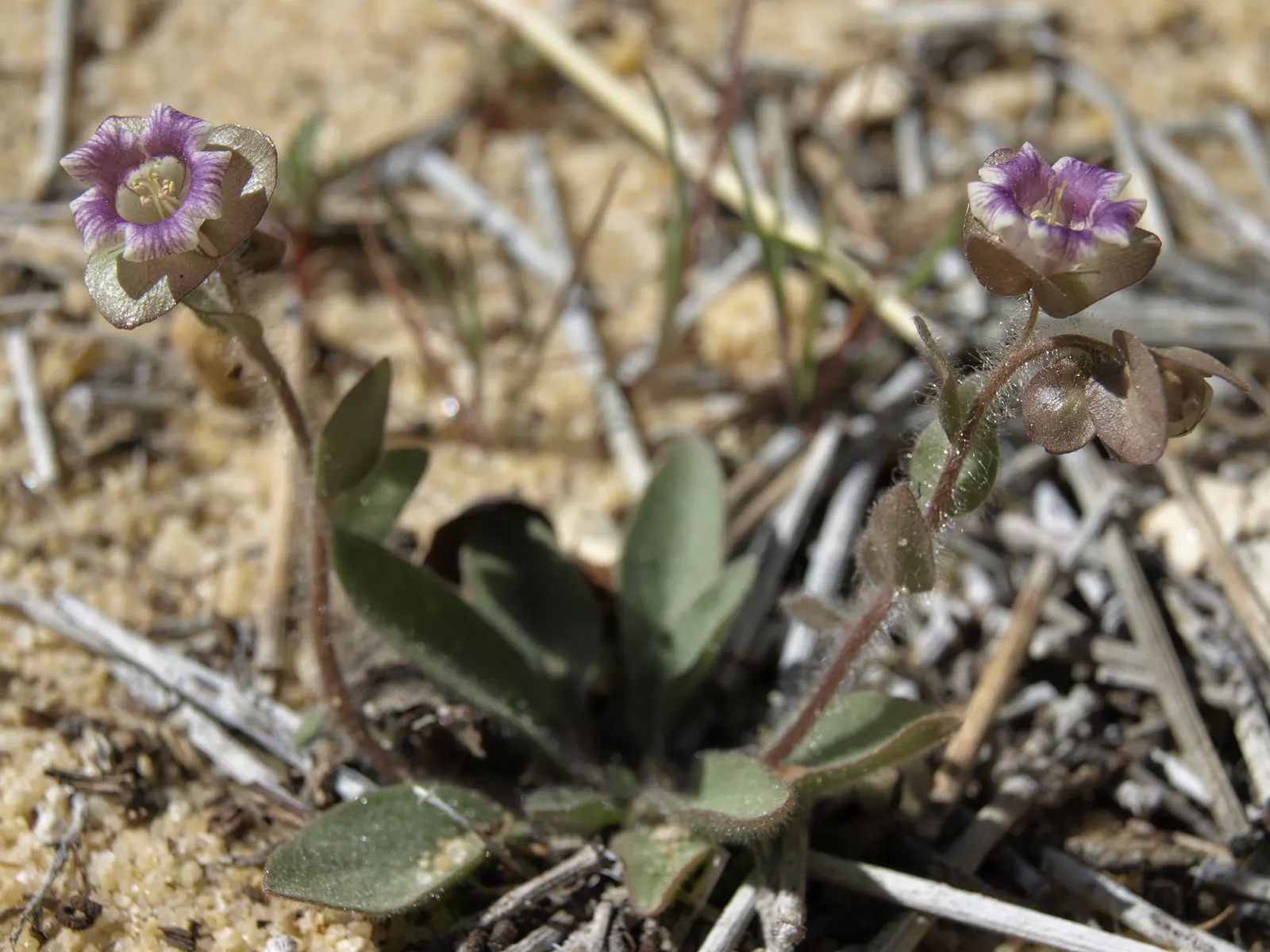 Hearts And Flowers (Aptenia Cordifolia) — take into account its rapid growth rate and spreading nature; or as an edge planting along pathways