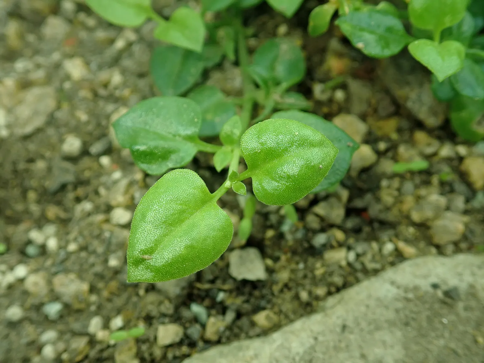 Hearts And Flowers (Aptenia Cordifolia) — It thrives in USDA zones 10-11, preferring full sun to part shade