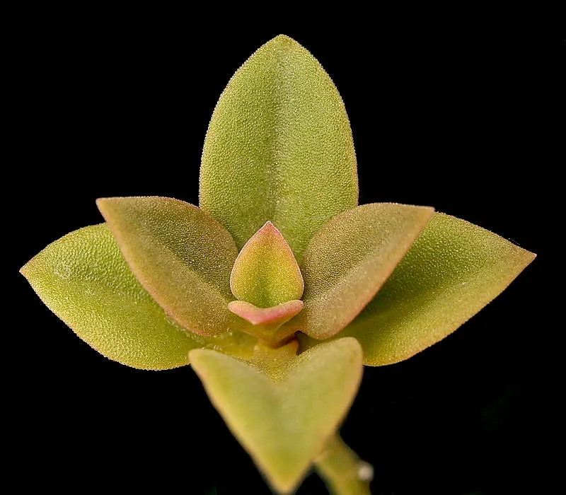 Hearts And Flowers (Aptenia Cordifolia) — take into account its rapid growth rate and spreading nature; or as an edge planting along pathways, image 111