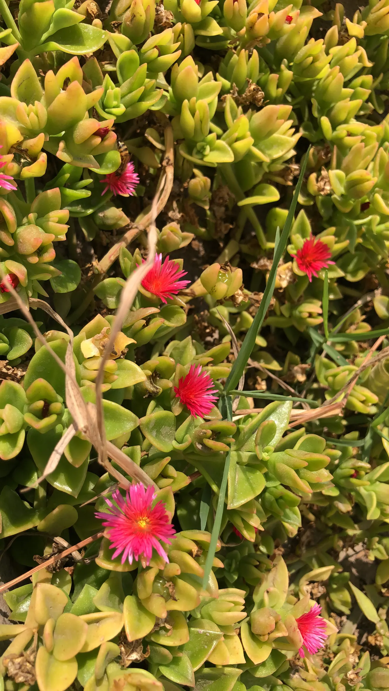 Hearts And Flowers (Aptenia Cordifolia) — as a vivacious filler in rock gardens