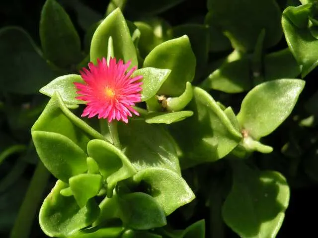 Hearts And Flowers (Aptenia Cordifolia) — requiring minimal water once established; it's exceptionally heat and drought tolerant, image 97