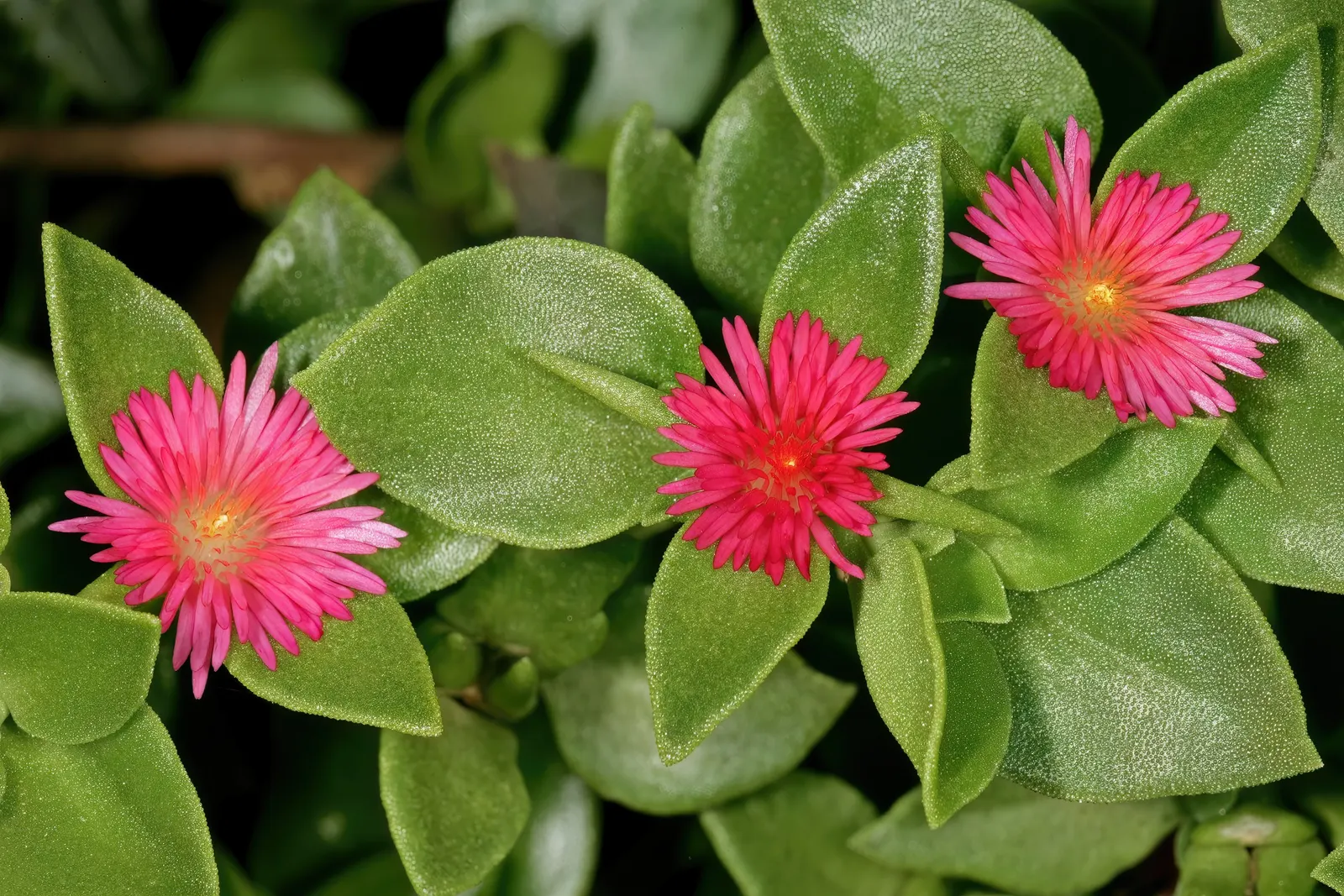 Hearts And Flowers (Aptenia Cordifolia) — attracting a variety of pollinators to the garden.<br><br>Thriving in USDA hardiness zones 9 through 11, image 104