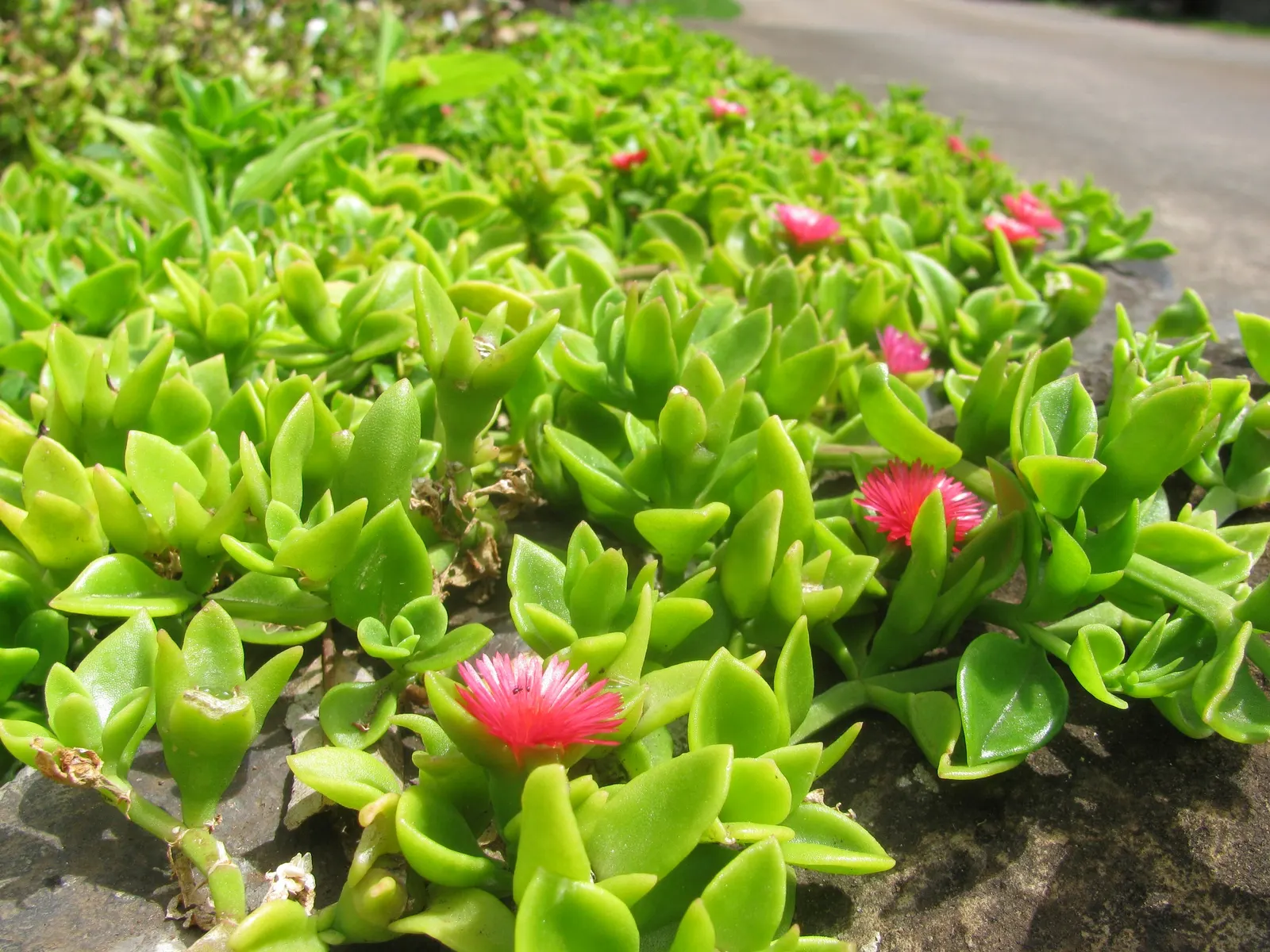 Hearts And Flowers (Aptenia Cordifolia) — green appearance throughout the year