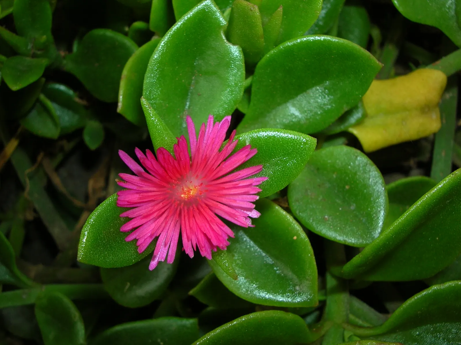 Hearts And Flowers (Aptenia Cordifolia) — It's exceptionally heat and drought tolerant; it rarely exceeds 2 to 4 inches in height but can spread 2, image 76