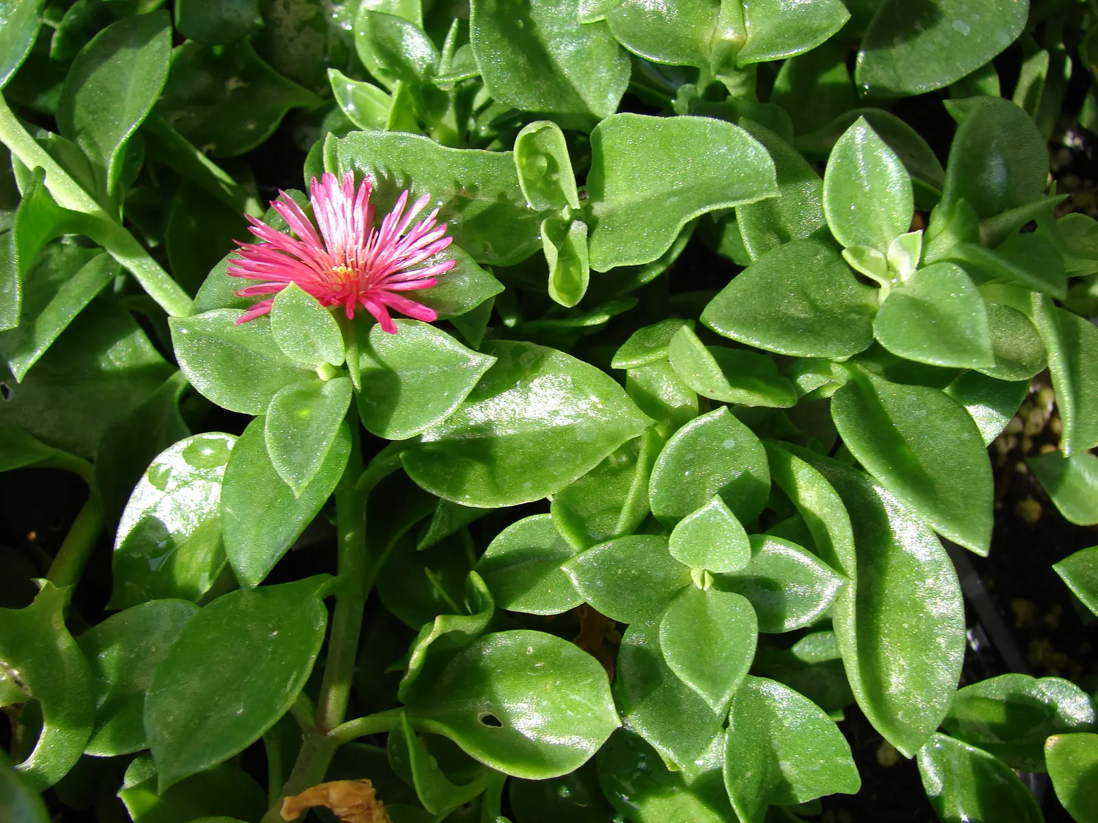 Hearts And Flowers (Aptenia Cordifolia) — requiring minimal water once established; it's exceptionally heat and drought tolerant, image 67