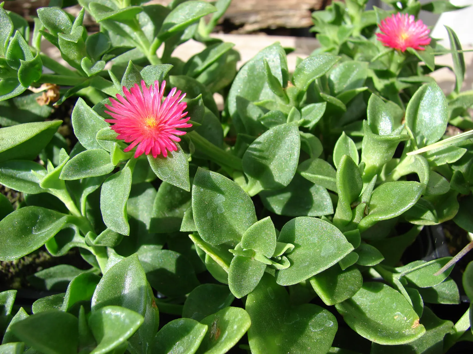 Hearts And Flowers (Aptenia Cordifolia) — It's exceptionally heat and drought tolerant