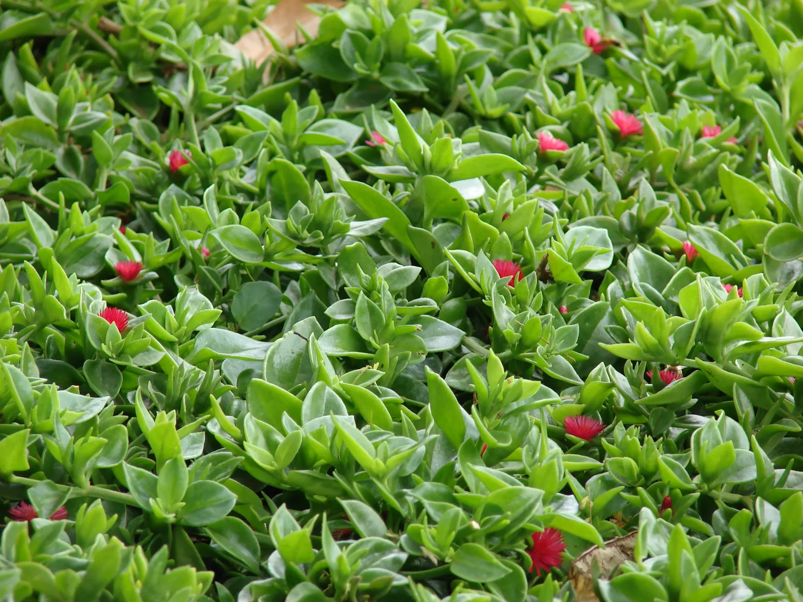 Hearts And Flowers (Aptenia Cordifolia) — creating a striking display