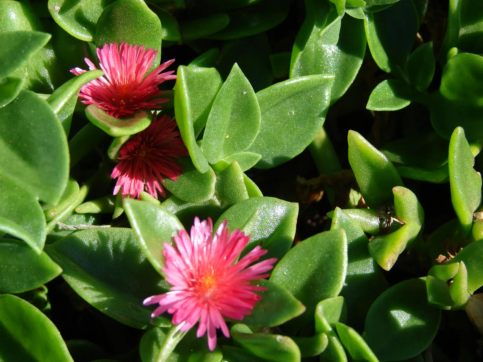 Hearts And Flowers (Aptenia Cordifolia) — This resilient plant boasts fleshy heart-shaped leaves about 1 to 2 inches in length