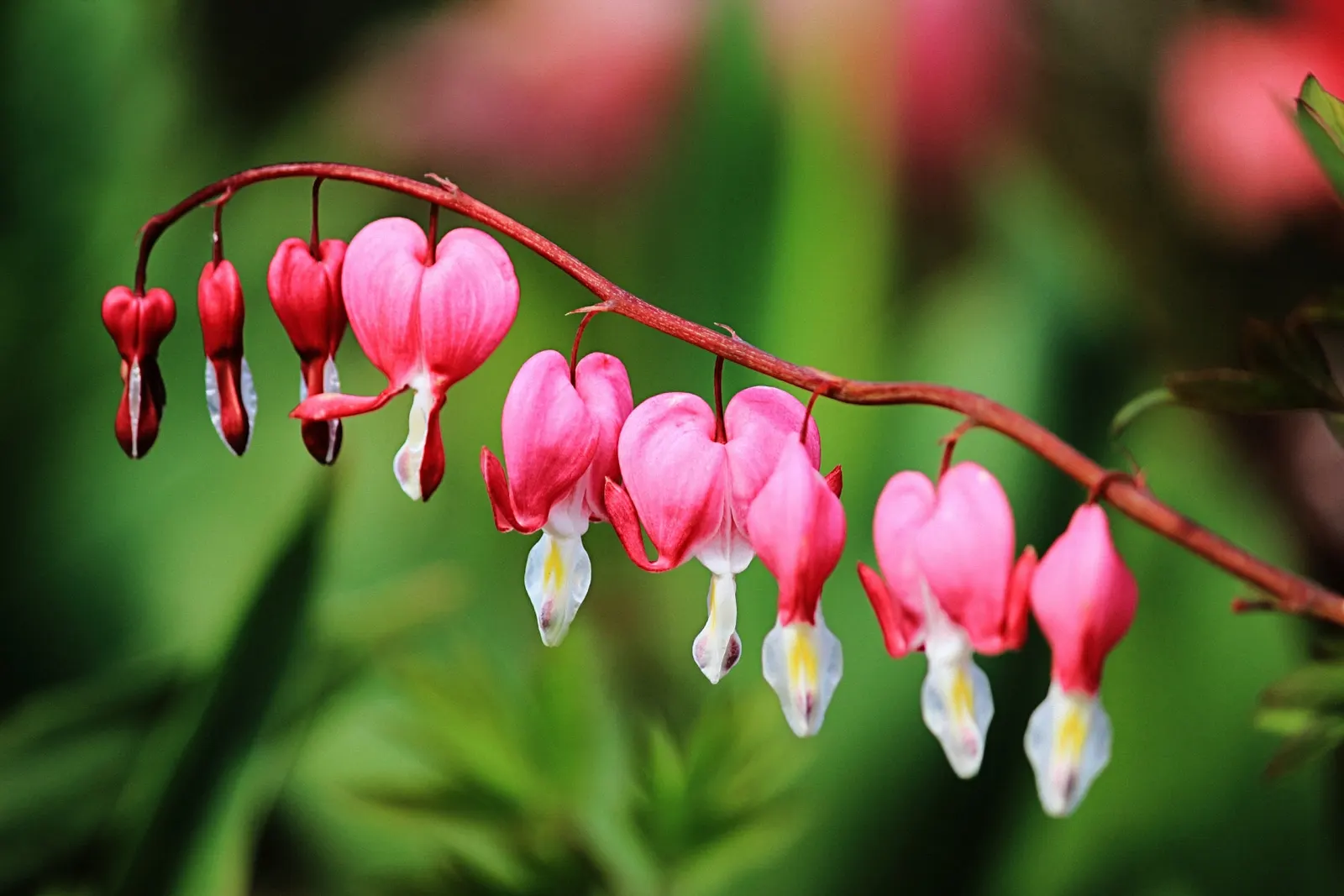 Hearts And Flowers (Aptenia Cordifolia) — ground cover / perennial / succulent for full or half or shade; requiring only occasional watering during, image 120