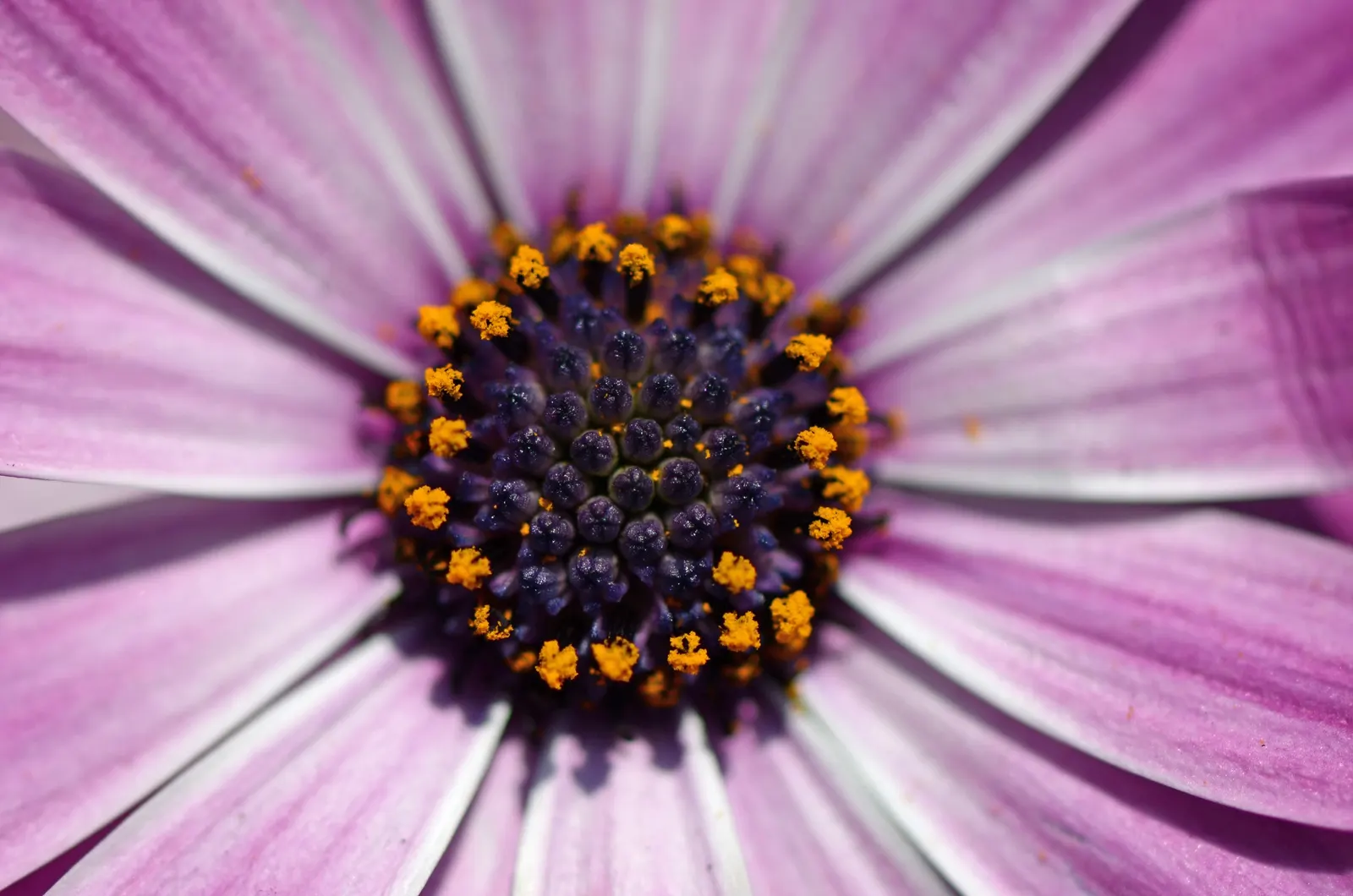 Hearts And Flowers (Aptenia Cordifolia) — as a vivacious filler in rock gardens; commonly known as Hearts and Flowers or Heartleaf Iceplant, image 113