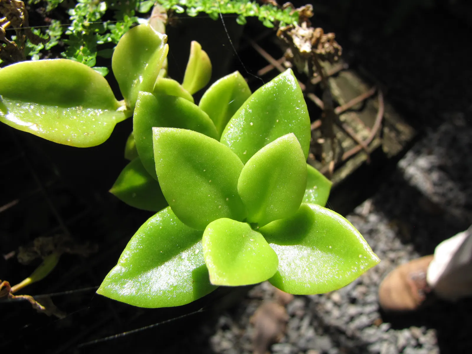 Hearts And Flowers (Aptenia Cordifolia) — take into account its rapid growth rate and spreading nature; or as an edge planting along pathways, image 81